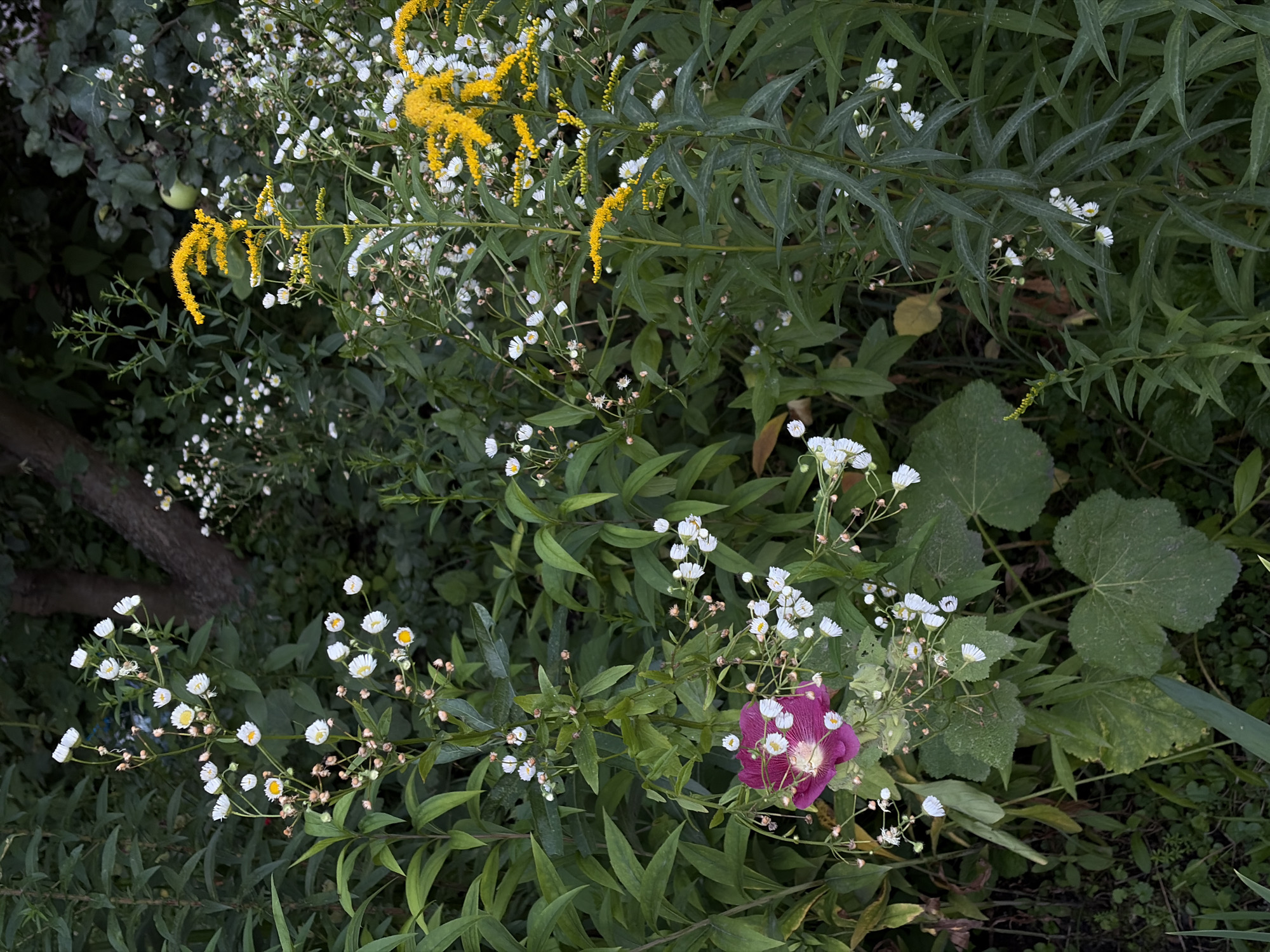 The image depicts a patch of dense vegetation, likely a garden or natural area, in Khimki, Russia. The foreground is dominated by various plants, including tall stalks of goldenrod with bright yellow flowers on the right side and smaller white flowers with yellow centers scattered throughout. A single, vibrant pinkish-purple hollyhock flower is prominent in the lower left quadrant, surrounded by smaller white blooms and buds. The background consists of lush green foliage, with hints of a tree trunk visible towards the upper left, suggesting a natural or semi-wild environment. The lighting is somewhat dim, indicating it might be overcast or late in the day. There are no people or animals present in the scene.