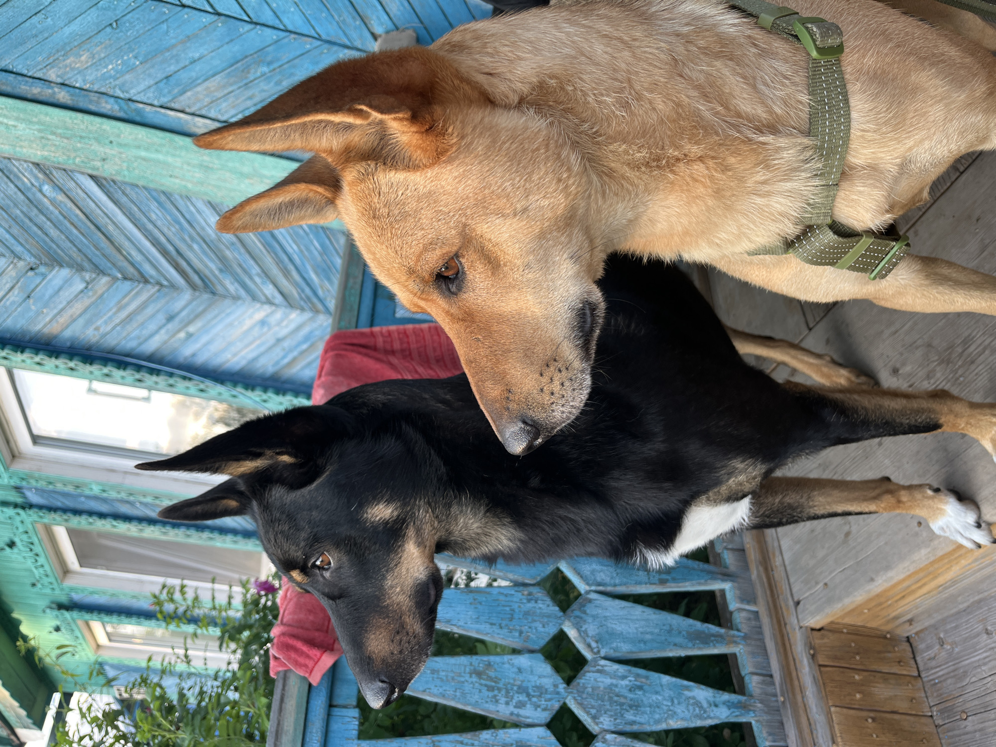 Two dogs, one black and tan and one reddish-brown, stand on a wooden porch in front of a turquoise-colored wooden house. The black and tan dog is on the left, facing left. The reddish-brown dog is on the right, facing left. Both dogs have erect ears. A red towel is draped over the porch railing behind the black and tan dog. The house has windows with white trim and is painted in a turquoise and teal color scheme. The porch is made of wooden planks and has a decorative blue railing. The scene appears to be outdoors during the daytime. The context of this image being from Nizhny Tagil, Russia, places it within a specific geographic and cultural setting, implying the architectural style and potentially the breeds of the dogs could be indicative of the region.
