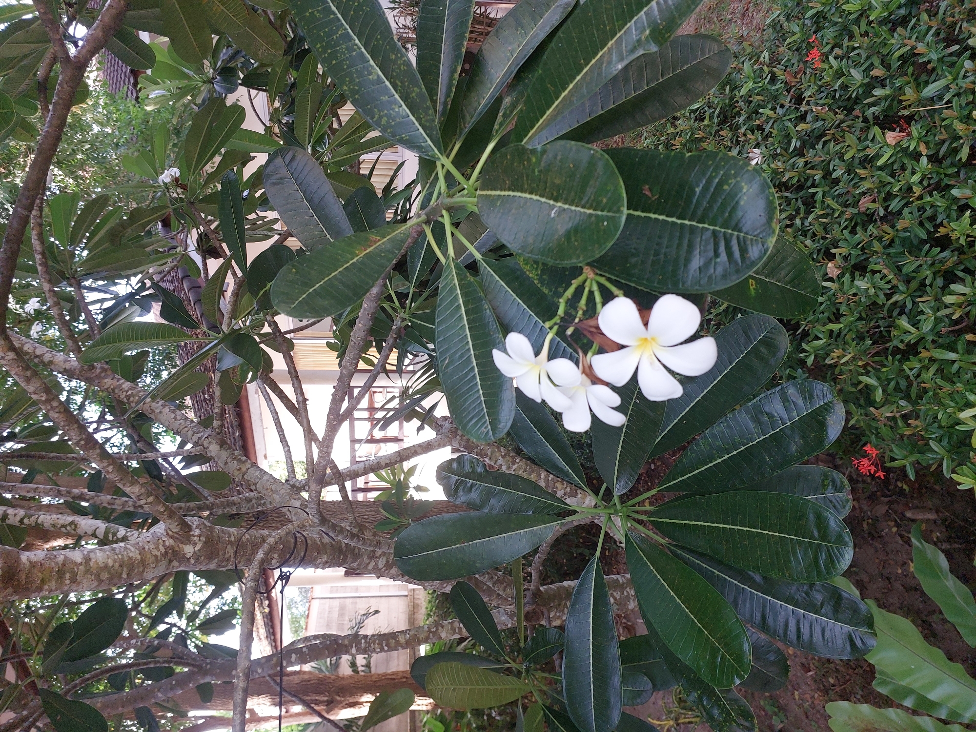 The image captures a close-up view of a frangipani tree with white flowers and dark green leaves, set against a backdrop of greenery and architectural elements suggestive of Baan Mae Nam, Thailand. The tree's trunk is textured and appears to be a focal point, with branches extending throughout the frame. The frangipani flowers are delicate and white with yellow centers, and they are complemented by the large, glossy leaves. In the background, there is a building with a tiled roof and a veranda, and some fencing. The lower part of the image shows a dense arrangement of smaller green plants, some with red flowers, adding texture and color to the scene. The overall impression is one of a serene, tropical garden environment.
