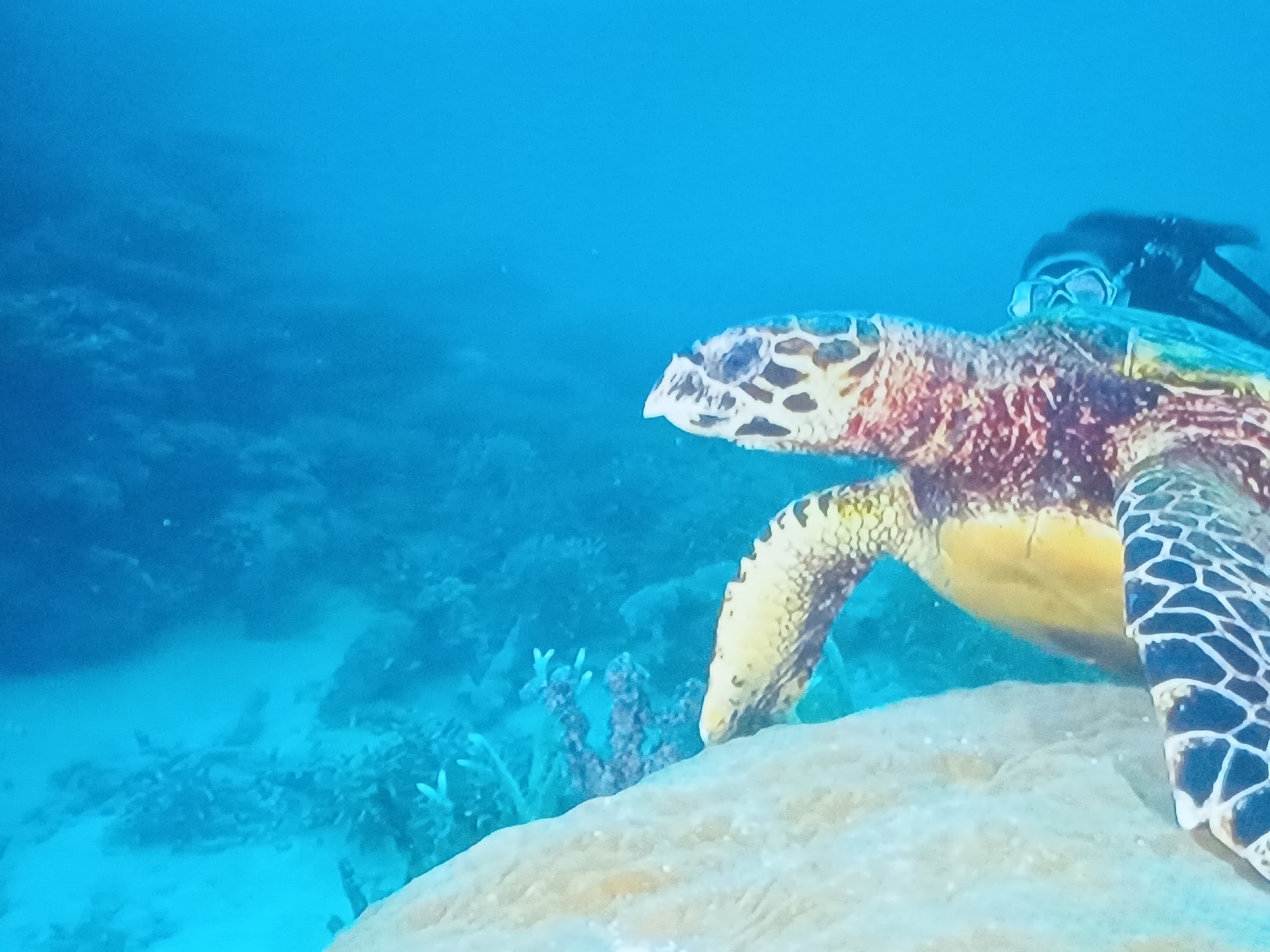 The image depicts an underwater scene, likely captured during a dive in a marine environment, possibly off the coast of Juan Griego, Venezuela. A sea turtle, specifically a Hawksbill or Green sea turtle is the main subject. The turtle is resting on a light-colored coral formation or rock. The turtle exhibits a mottled pattern on its head and shell with various hues of yellow, brown, and reddish-orange. A diver is present in the background, partially visible behind the turtle. The diver appears to be wearing a mask and possibly a snorkel or scuba gear. The environment consists of a blue water column, with some coral or rock formations in the background. The scene suggests a relatively shallow, clear, tropical or subtropical marine habitat.