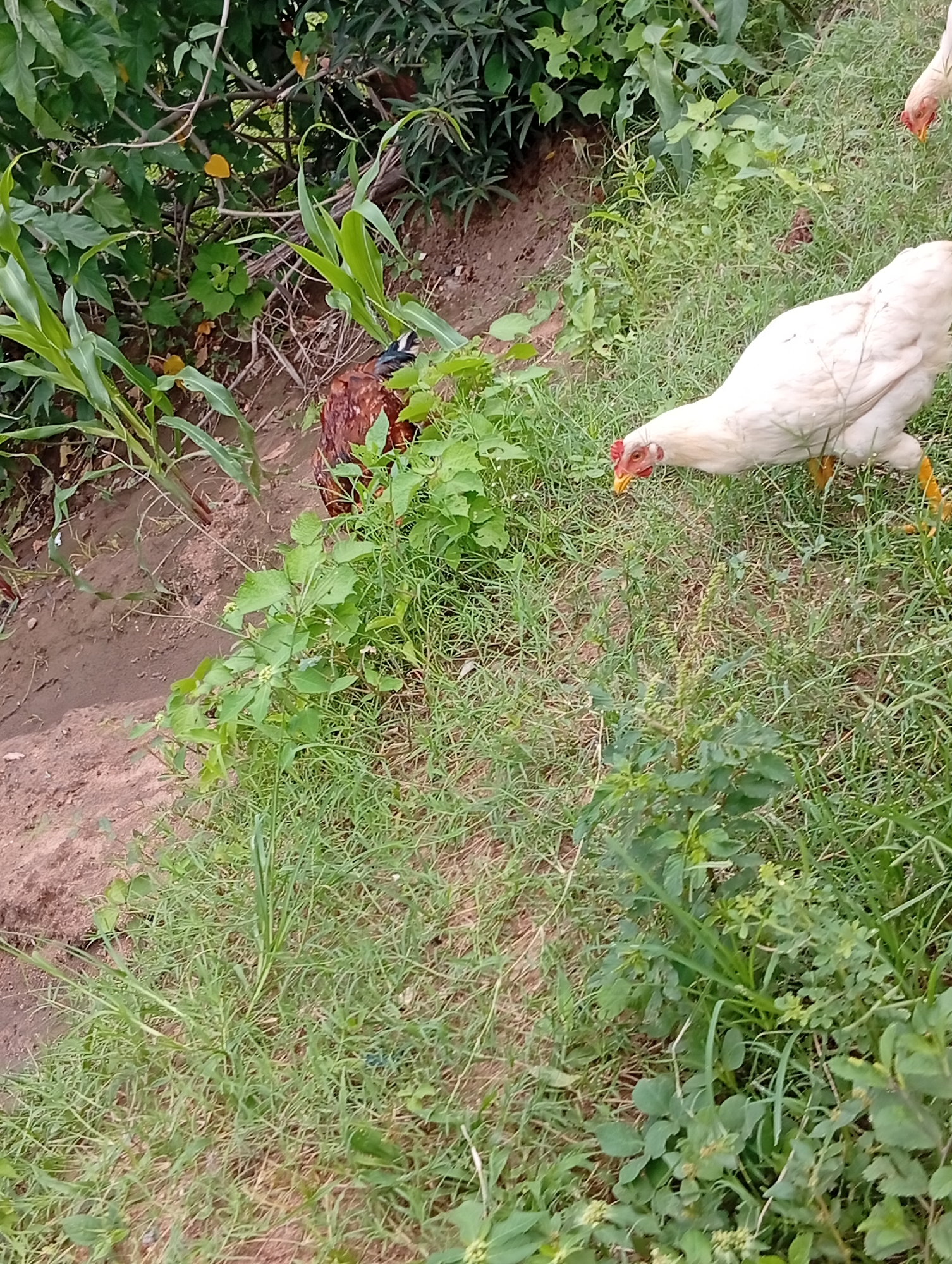 In the city of Jalingo, Nigeria, a white chicken with a red comb pecks at the ground in a grassy area. Behind it, another chicken, mostly brown and white, is partially obscured by green foliage. The environment is natural, with lush green plants and dry earth visible.