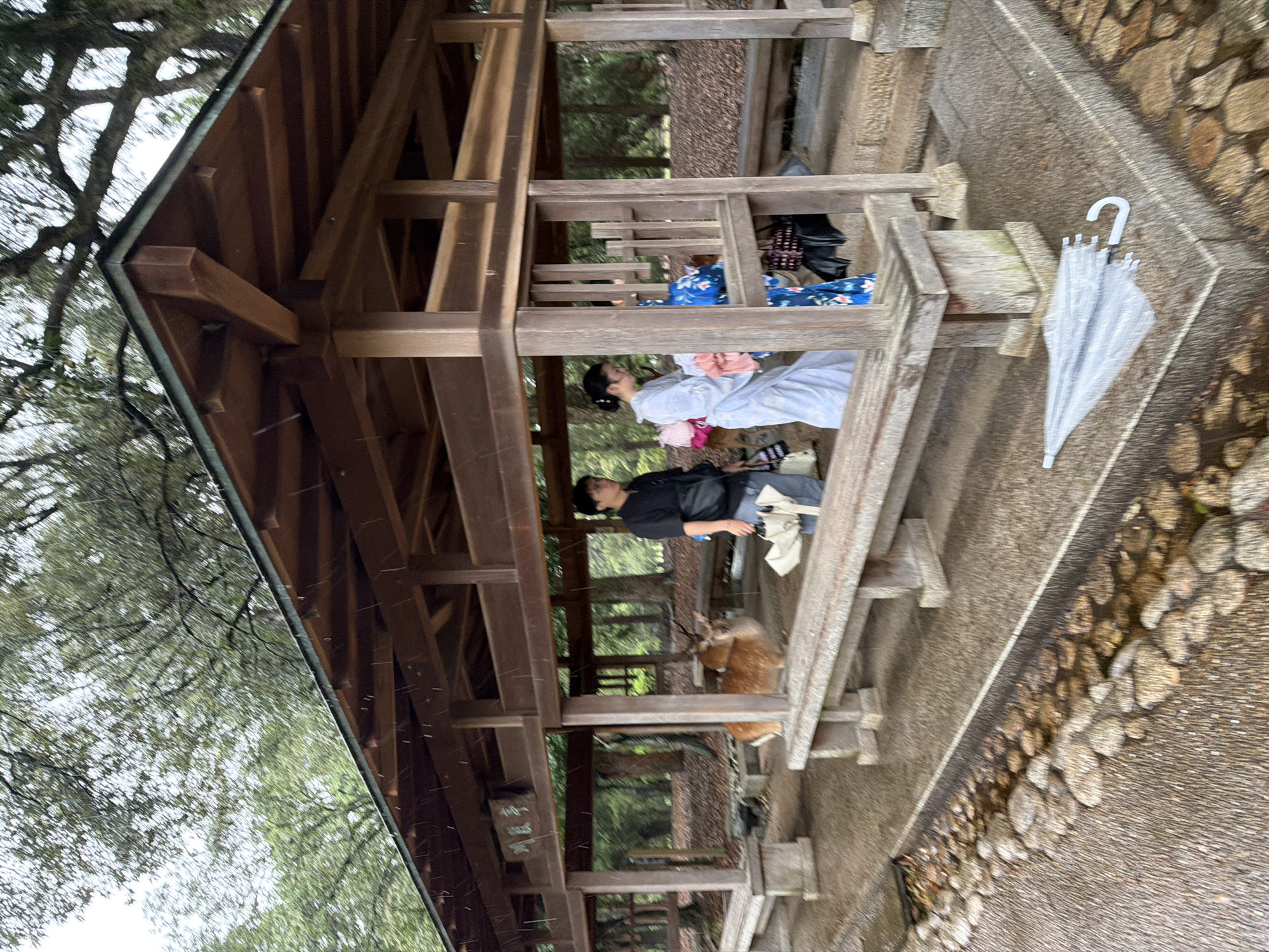 This image depicts a scene at the Myoe-tei (明惠亭) rest area within Nara Park, Nara, Japan, during rainfall. The central subject is an open-sided, brown wooden pavilion with a dark roof, featuring exposed beams and pillars. Raindrops are visibly falling, evidenced by streaks in the air and wet surfaces.
Inside the pavilion, on the left, a light brown Sika deer with small antlers stands, facing towards the right side of the frame. To its right, a man with short dark hair, wearing a black short-sleeved shirt and light blue pants, carries a white bag in his left hand and a lighter-colored item (possibly another folded umbrella) in his right hand. He is looking to the right. Further inside the pavilion, two women are present. One woman, with dark hair tied back, wears a light blue or white kimono and appears to be handling pink fabric or belongings. Partially obscured behind her, another woman wears a blue kimono with a floral pattern.
The pavilion contains multiple wooden benches. In the immediate foreground, a stone-lined channel filled with water and various sized rocks runs along the left side of a paved pathway. On the paved ground in the lower right, a clear, folded umbrella with a white handle lies discarded. The background consists of dense foliage and trees, indicating a forested or park environment. The overall impression is a sheltered area in a natural setting during wet weather.