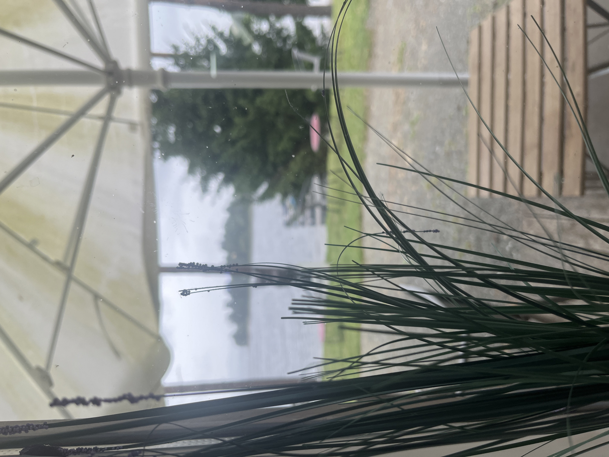 The media file displays a close-up view through a window, with a bouquet of long, green grass-like artificial plants in the foreground. These plants are slightly out of focus, with some exhibiting small, dark beads attached along their lengths. The window reveals a scene beyond, including a large, off-white umbrella structure on the left, its spokes visible.
In the mid-ground, a body of water, likely a lake or river, is visible under a cloudy sky, suggesting overcast or rainy weather. Trees line the far bank of the water. To the right of the water, a wooden slatted surface, resembling a table or bench, is partially visible. The overall impression is one of a sheltered outdoor seating area, possibly a cafe or restaurant, overlooking a natural landscape.
The perspective is from inside looking out, with the window pane itself showing some smudges and possibly water droplets. The lighting is diffused, consistent with an overcast day. The scene appears calm and serene. There is no visible text in the image.