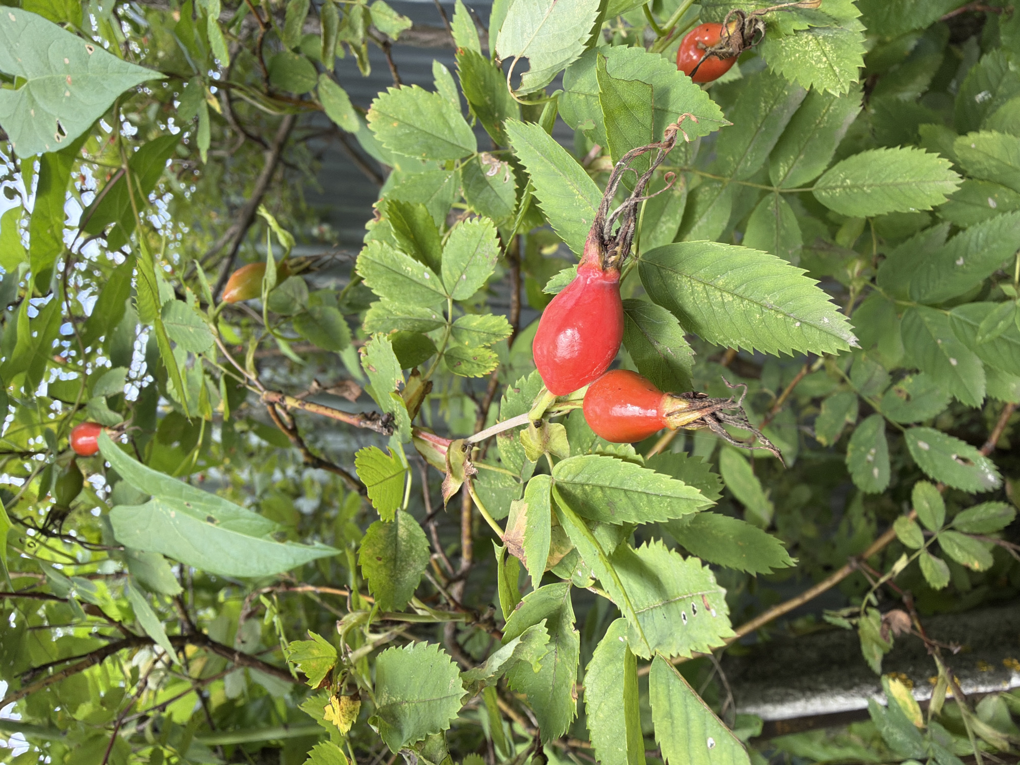 The image captures a close-up view of rosehip berries on a branch amidst lush green leaves. The berries, one large and ripe red, and another smaller, bright orange one, are positioned in the center of the frame, with their delicate stems and dried calyx visible. The surrounding leaves are a vibrant green, some with slight browning or damage, suggesting the natural setting of a garden or wild growth. In the background, a blurred metallic fence and foliage create a sense of depth, hinting at an outdoor environment within or near a residential area in Керамик Снт (белая), Russia. The lighting suggests it is daytime, with natural light filtering through the leaves. No people or animals are present in the image.