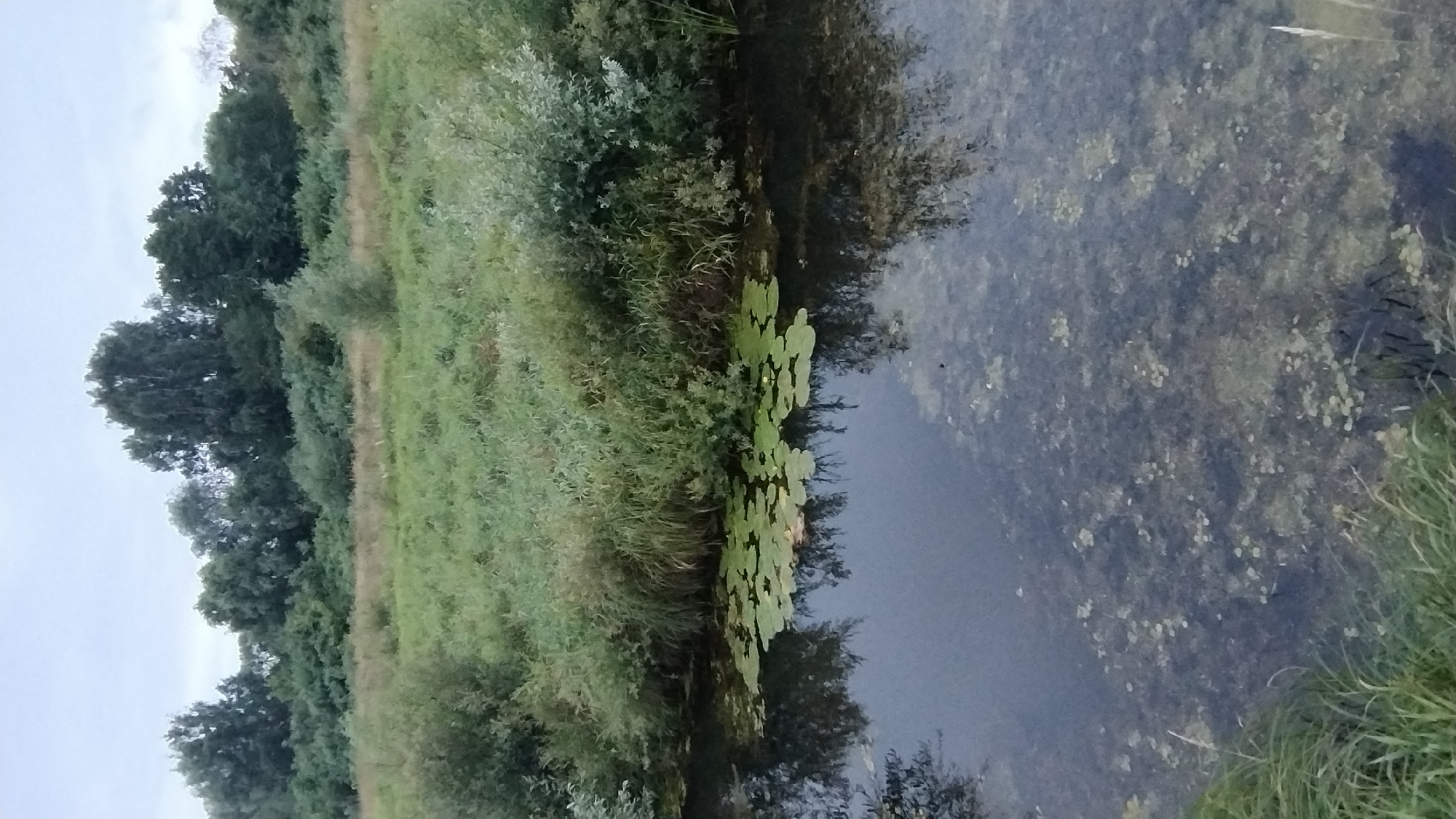 The image depicts a tranquil natural scene, likely a riverbank or canal edge in Jelgava, Latvia. The foreground is dominated by dark, reflective water, with patches of green algae and submerged aquatic vegetation visible beneath the surface. A cluster of bright green lily pads floats on the water's surface, some with small white flowers. The water's edge is lined with lush green grass and reeds. Beyond the water, dense vegetation, including bushes and trees, forms a verdant backdrop. The sky above is overcast, with a muted, grey tone. The overall impression is one of natural beauty and stillness. The specific location within Jelgava is not identifiable from the image alone.