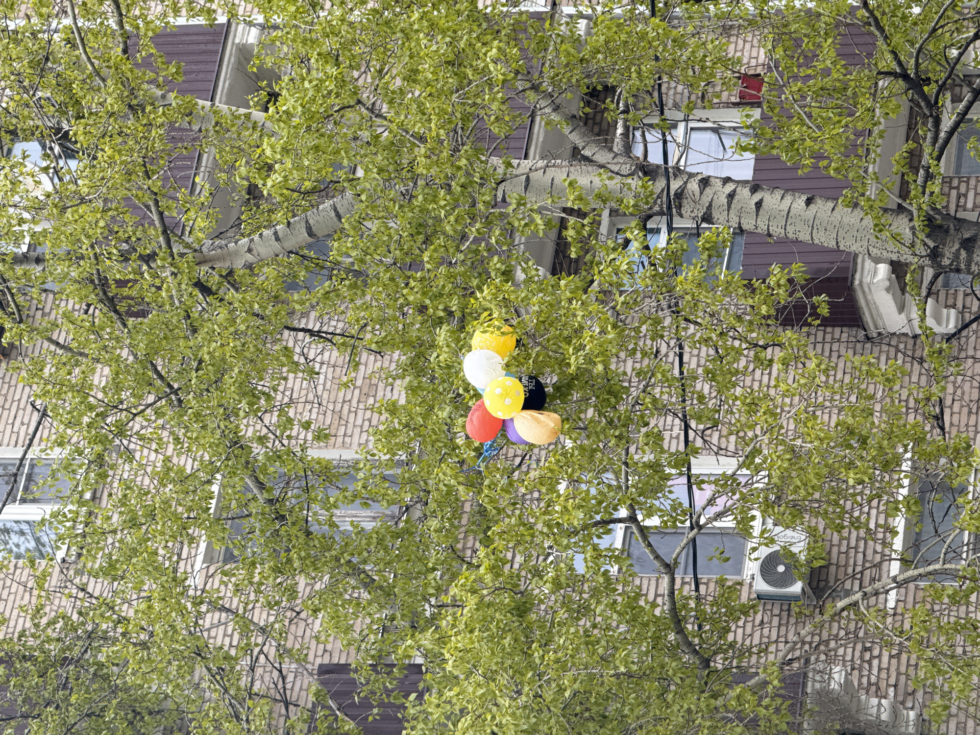 The image displays a cluster of colorful balloons caught in the branches of a deciduous tree, set against the backdrop of an urban building in Moscow, Russia. The scene appears to take place during a bright daytime, likely in spring or early summer given the light green foliage.
Approximately seven balloons are visible, tangled in the center-right of the tree. Their colors include red, white, yellow, purple, black, and an orange or tan hue. On the black balloon, Russian text is partially visible, reading "ТЫ ОЧЕНЬ," which translates to "You are very." The presence of the balloons suggests they may have floated away from a celebration or event and became snagged.
The tree, possibly a birch or poplar, occupies much of the frame with its numerous branches and small, vibrant light green leaves. Its bark is a pale grey with darker horizontal patterns on the main trunk and larger branches.
In the background, a multi-story building constructed with textured brick is visible. Sections of the building feature a reddish-brown brick, while other areas have a lighter, possibly beige, brick pattern. Dark purplish-brown horizontal siding panels are also present. Multiple rectangular windows, some appearing slightly open, punctuate the facade. On the lower right side of the building, an air conditioning unit is mounted below a window, clearly displaying the brand name "Energol."