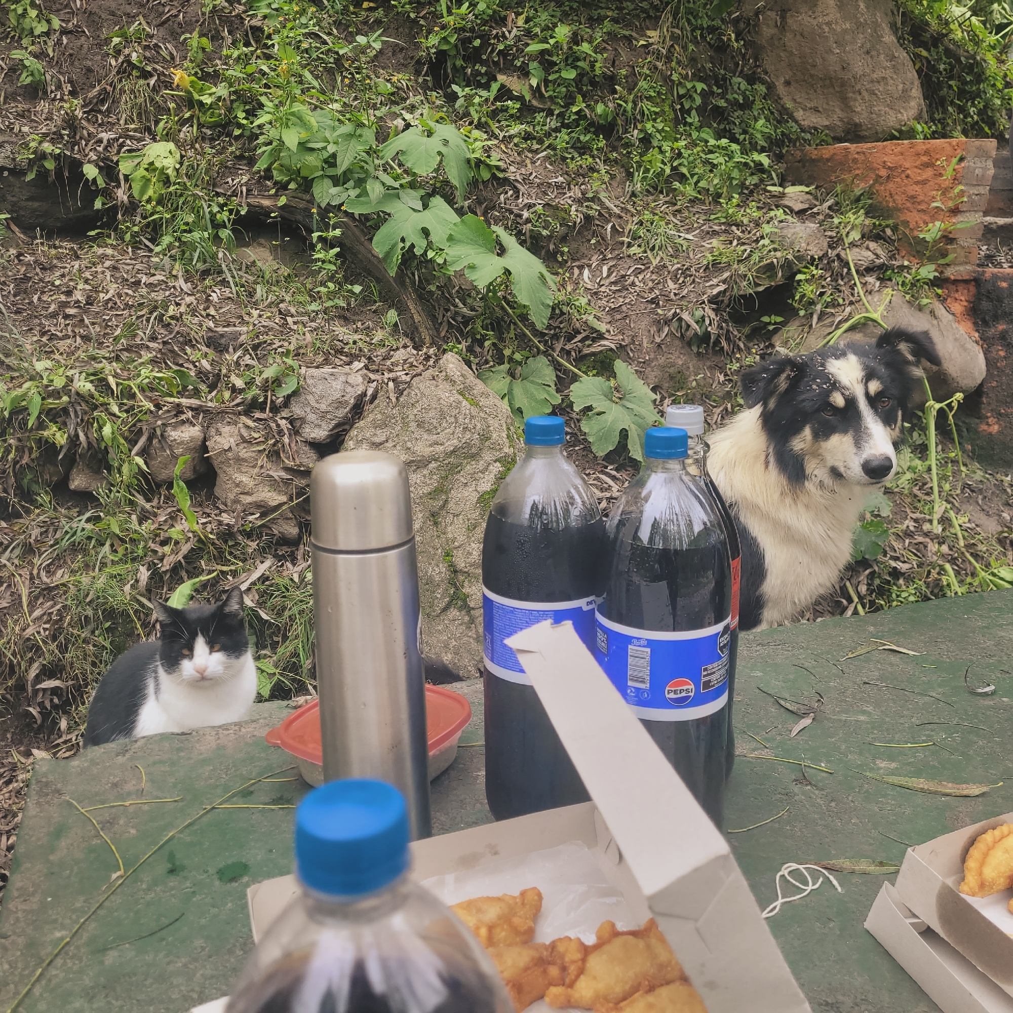 The image shows an outdoor scene in a natural setting in Las Juntas, Argentina. A picnic table is set with food and beverages, including empanadas in open cardboard boxes and large bottles of Pepsi. A stainless steel thermos also sits on the table. To the left of the table is a black and white cat, seated and looking towards the camera. To the right, partially obscured by the picnic table, is a black and white dog, also looking at the camera. The background consists of a hillside covered with vegetation, including various plants, leaves, and rocks. A small, brick structure or wall is also visible in the upper right corner. The table is green and has some scattered leaves on it.