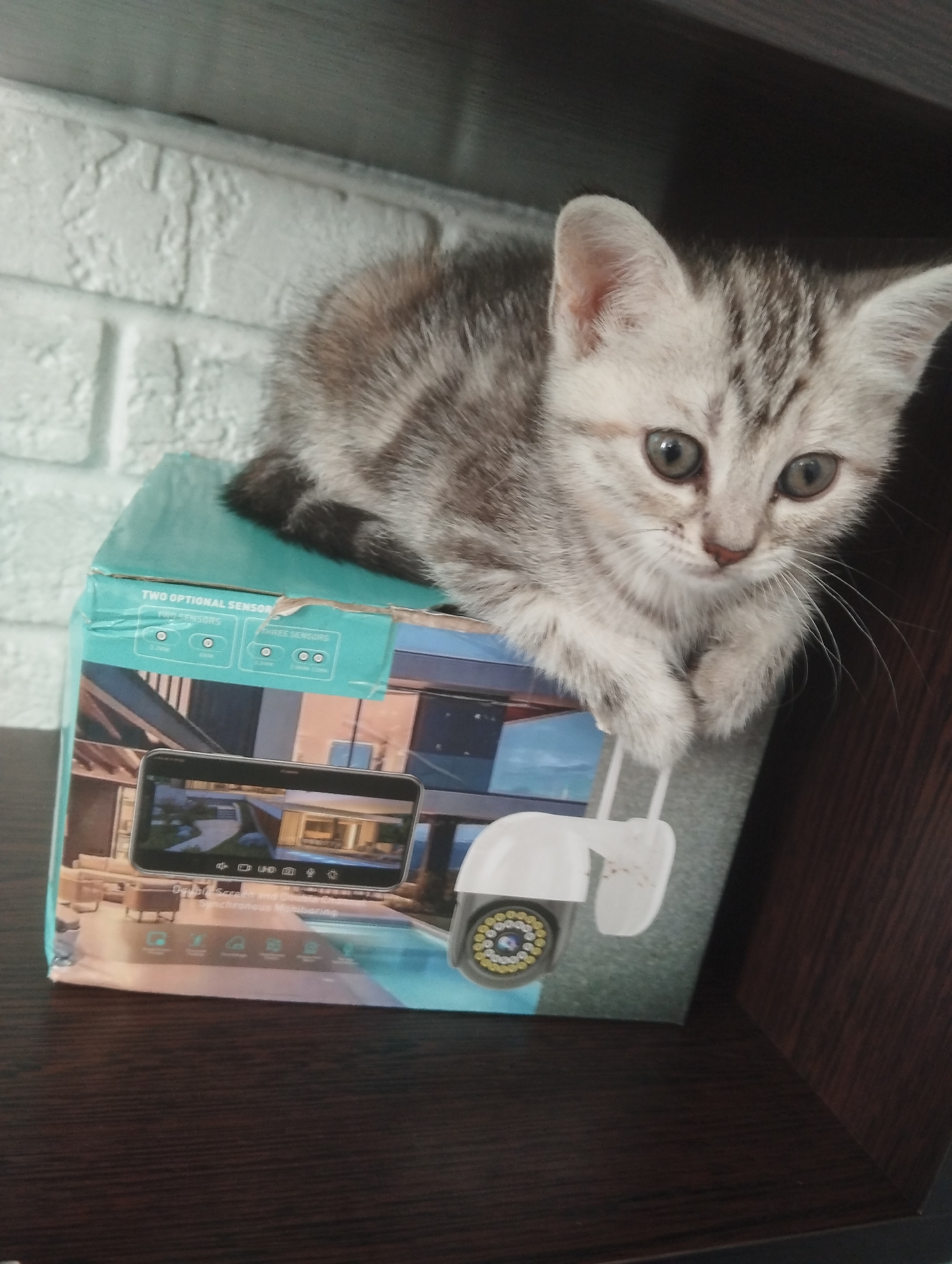 A small, gray-striped kitten sits atop a cardboard box for a security camera. The box is light blue and displays an image of the camera it contains, featuring a screen with a view of a building and a swimming pool. The kitten is looking downwards, and its paws are resting on the edge of the box. The background includes a textured white wall resembling brick and a dark wooden shelf. The location information is not discernible from the image.