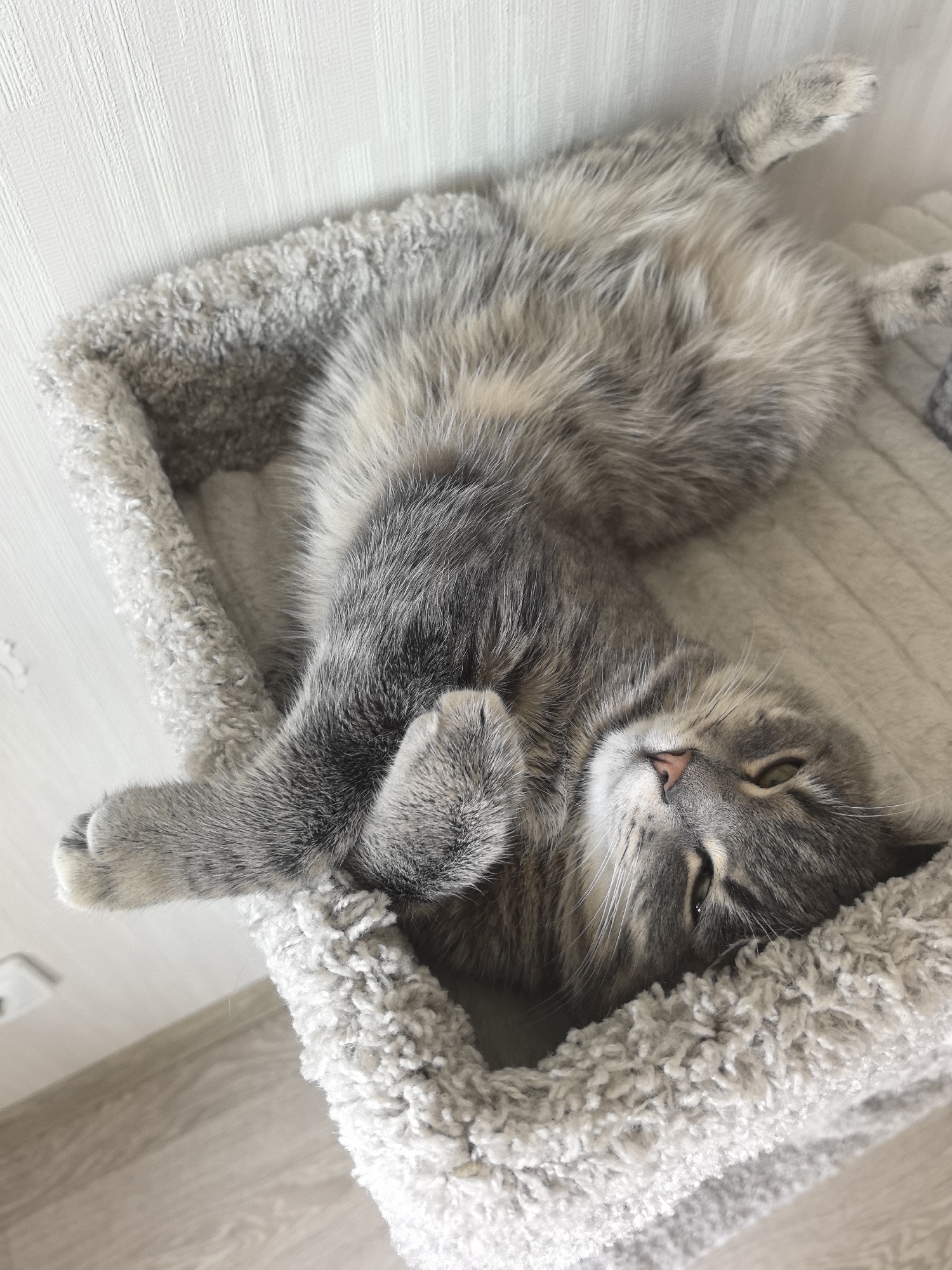 A gray cat rests on its back in a gray, furry pet bed. The pet bed is positioned in the corner of a room, with a light-colored wall behind and light-colored flooring visible below. The cat's paws are crossed. The cat's eyes are partially closed. The image was taken in Perm, Russia.
