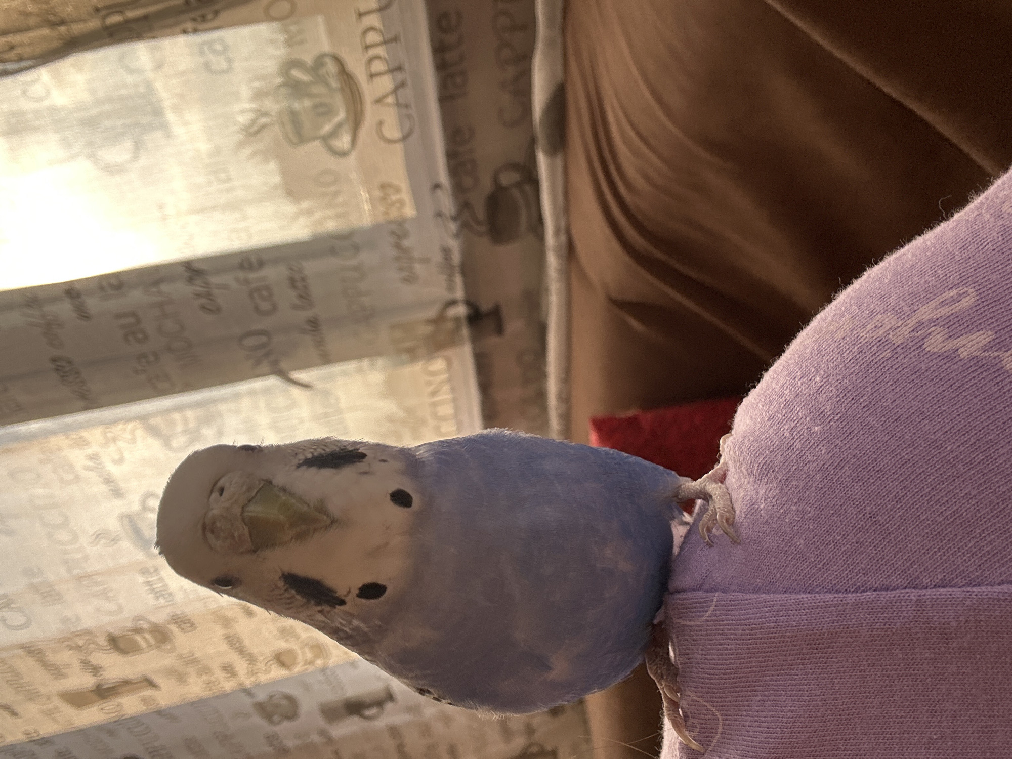 An overhead view of a budgie perched on a purple fabric surface in an indoor setting. The budgie, primarily light blue and white with black markings, faces the camera directly with its head slightly tilted. Its feet, with visible claws, grip the fabric. Behind the bird, sheer curtains with a repeating pattern of coffee-related text and images are visible, illuminated by natural light filtering through. The background also shows a brown, textured surface, possibly a sofa. The scene is likely a living room or similar domestic space.