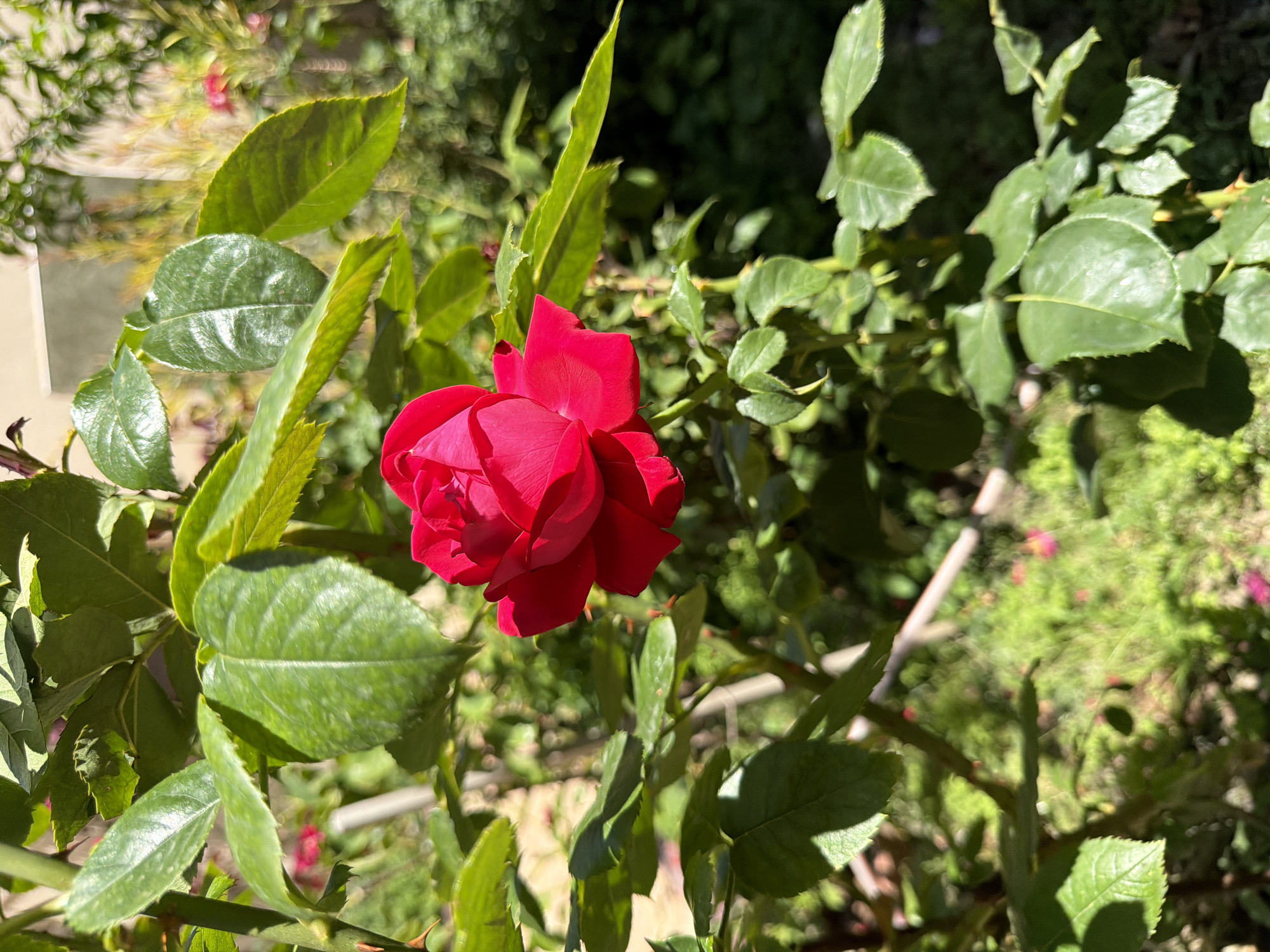 The image shows a close-up of a vibrant red rose in bloom, surrounded by lush green leaves. The rose is the central subject, with its petals tightly furled, suggesting it is newly opened or in the process of opening. The leaves are glossy and show visible veins, with some appearing to be in shadow while others are illuminated by sunlight. Thorny stems are also visible, indicating the natural growth of a rose bush.
The background is a soft blur of green foliage and hints of other pink flowers, creating a shallow depth of field that emphasizes the rose. Sunlight filters through the leaves, casting dappled shadows and creating a bright, airy atmosphere. The overall impression is one of natural beauty and the delicate charm of a garden in bloom.
The time of day appears to be daytime, likely morning or afternoon, given the bright sunlight. There are no people or specific text visible in the image. The setting is clearly an outdoor garden, with the rose bush being the focal point. The mood is peaceful and serene, highlighting the simple elegance of nature.