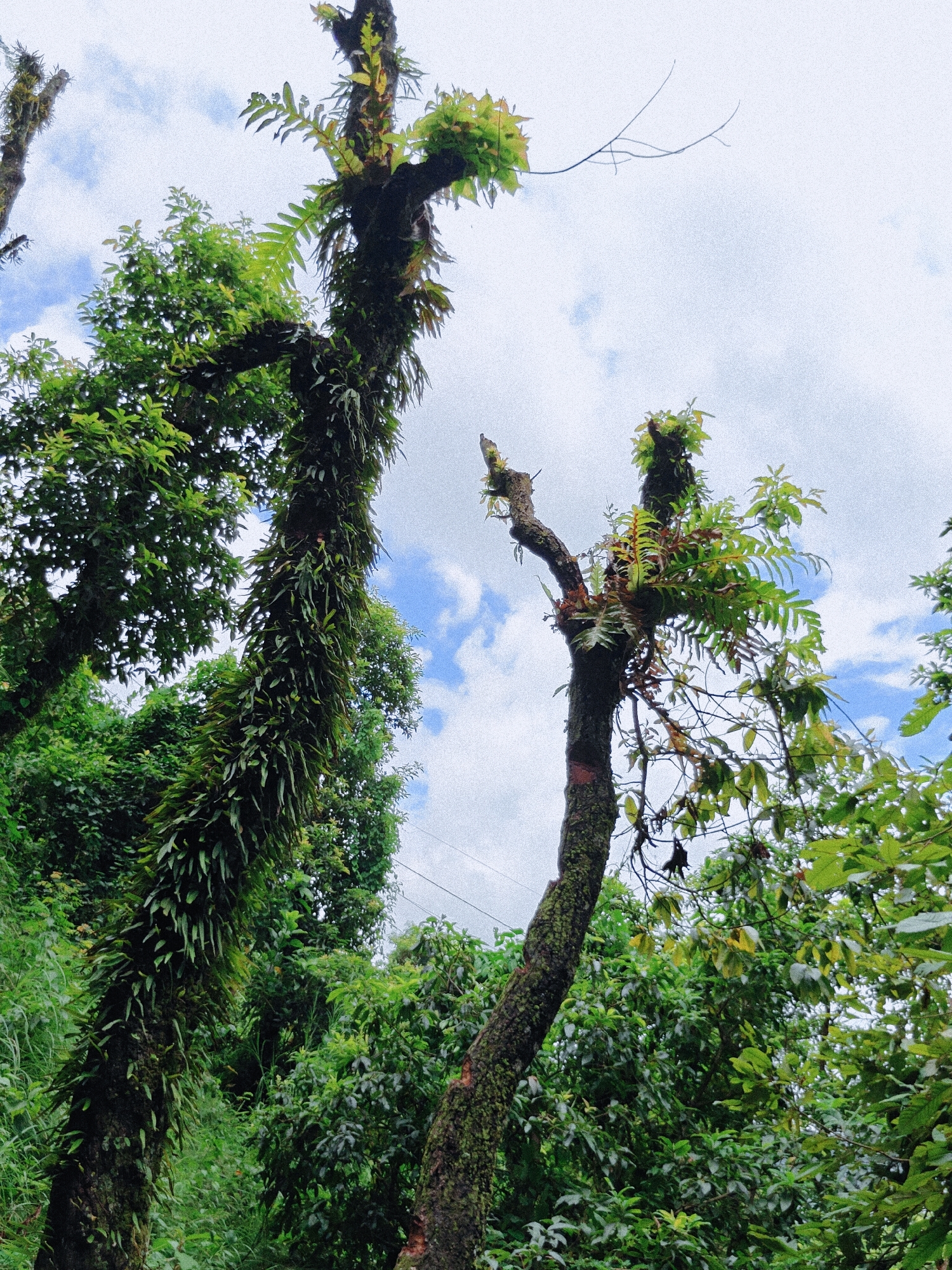 Two tree trunks, one larger and covered in epiphytic ferns and moss, the other thinner and also bearing epiphytic growth, dominate the foreground. Both are set against a bright, overcast sky with patches of blue. Lush green foliage from surrounding trees forms a dense background. The image appears to be taken in a natural setting, possibly a park or forest area within or near Pokhara, Nepal, given the characteristic vegetation. There are no people or animals visible. The scene conveys a sense of lush, humid, and untamed nature.