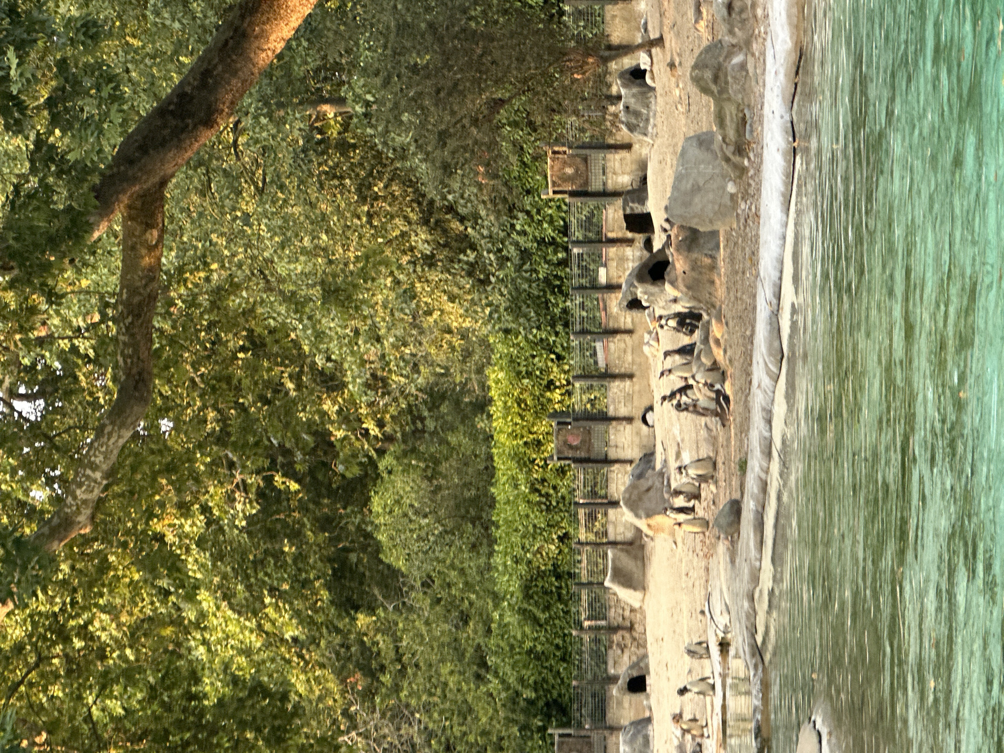 The image captures a group of penguins in an enclosure, likely at a zoo. The enclosure features a sandy ground with rocks and artificial burrows for the penguins. A body of water, possibly a pool, occupies the foreground, with a rocky edge separating it from the sandy area. In the background, there is a fence and dense green foliage, suggesting an outdoor environment. The lighting indicates it is either morning or late afternoon, with sunlight illuminating the trees and the scene. The image does not provide specific information about the location within London, United Kingdom.