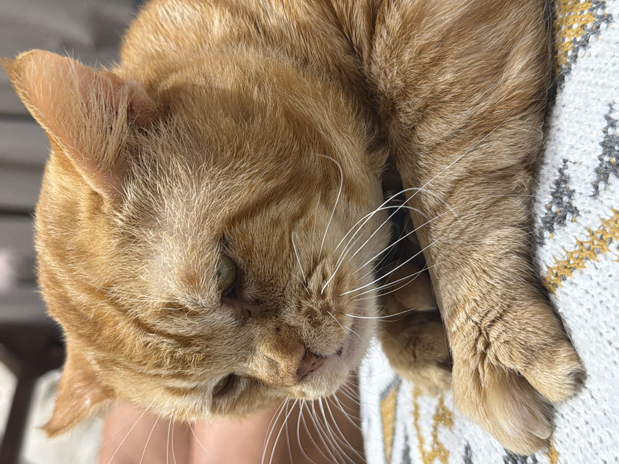 A close-up, high-angle shot depicts an orange tabby cat resting on what appears to be a knitted surface. The cat's head is tilted, with one ear visible in the upper left corner. The cat's fur is primarily orange, with some lighter areas. The cat has white whiskers. A paw of the cat is visible on the right, resting on the knitted surface which displays a pattern of white, gray, and yellow. The environment is undefined; it is Unknown, Unknown.