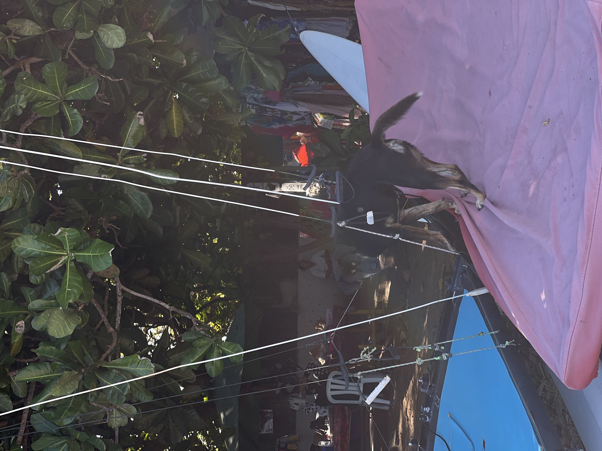 The image shows a daytime outdoor scene in Denpasar, Indonesia. A black dog with tan markings is perched on a pink tarp stretched over an object, possibly furniture, with its tail raised. The dog's front paws are visible as it balances on the edge of the tarp. To the left, lush green trees with broad leaves obscure part of the view. Above the trees, white wires run horizontally across the frame. Below the tarp, there are glimpses of other items, including a surfboard, a chair, and various objects and structures, creating a cluttered background. The lighting is bright, suggesting a sunny day. The overall scene is chaotic and appears to capture everyday life in a residential area.