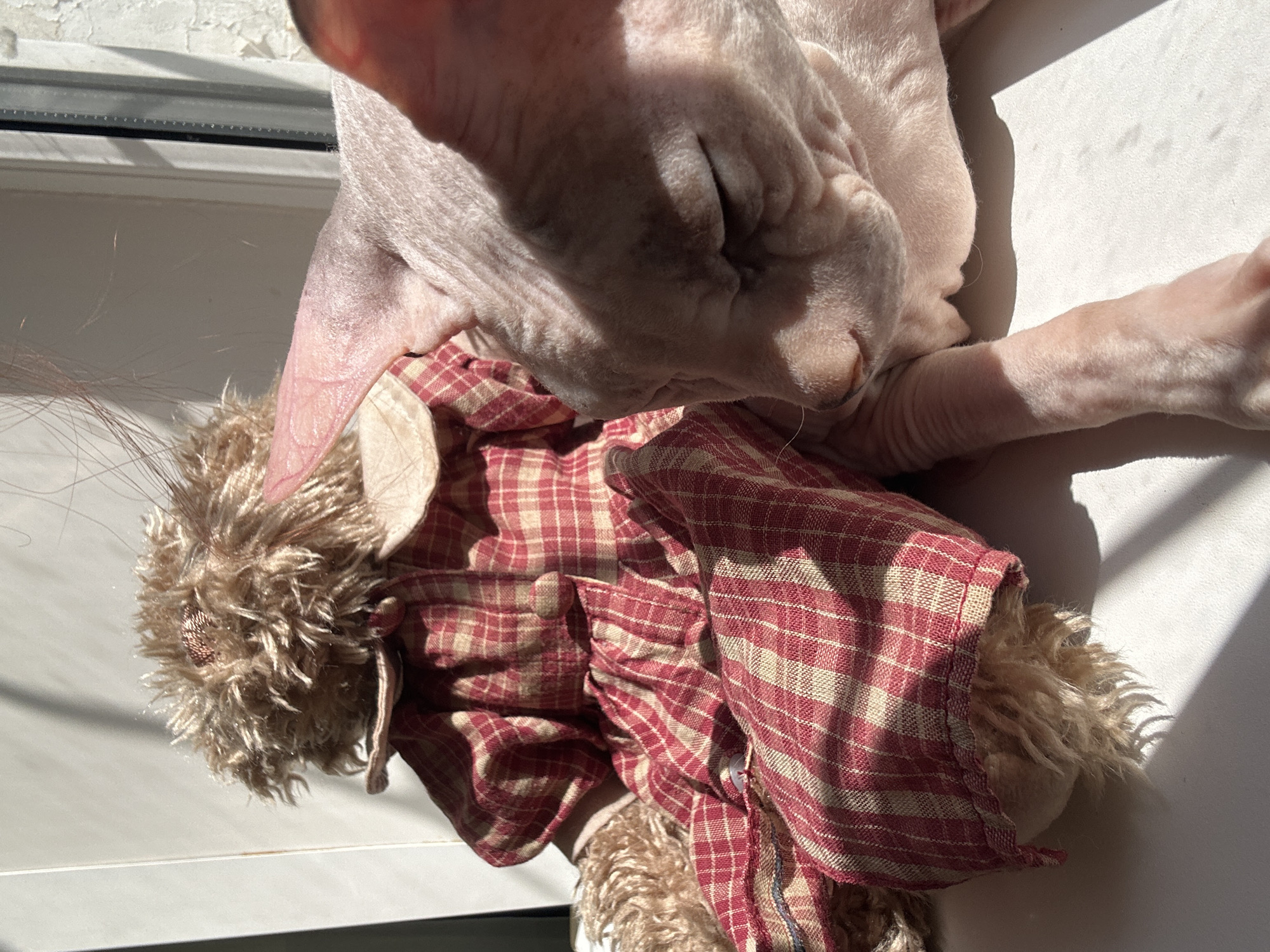 A light pink Sphynx cat with its eyes closed is resting its head on a stuffed toy, which is dressed in a red and cream plaid dress. The cat's ear is touching the toy's head. The subjects are positioned on a white surface, possibly a windowsill, with sunlight casting shadows. The background shows a tiled wall and a window frame. There is no discernible location in Togliatti, Russia.