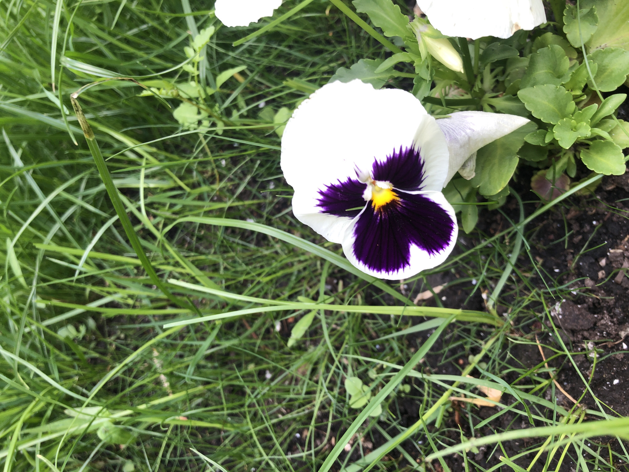A close-up, eye-level outdoor shot features a white pansy with a deep purple and yellow center, positioned amongst lush green grass. The flower's petals are delicately white, transitioning to a rich, velvety purple at the base of the petals, with a bright yellow stamen at the very center. The pansy is slightly tilted, with one petal curving downward. The surrounding grass is a vibrant green, with some blades appearing taller and more prominent than others, creating a textured background. Small patches of dark soil are visible between the blades of grass. The scene is set in a natural environment, likely a garden or park. There are no people or animals present. The overall impression is one of natural beauty and tranquility. The image does not provide any information to indicate its location in Moscow, Russia, or any other specific city.
