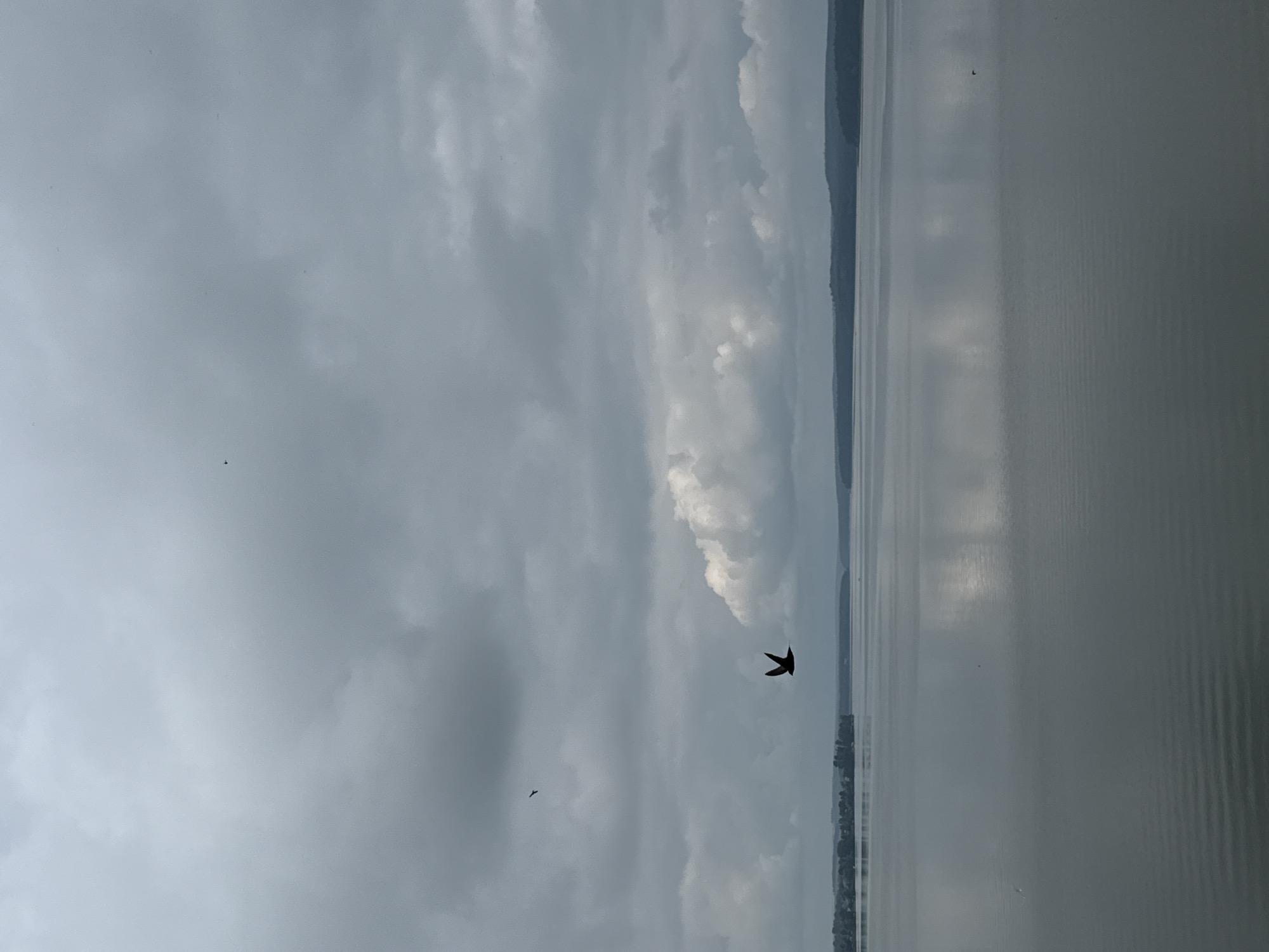 This image depicts a wide, calm body of water under a cloudy sky. The horizon is lined with a distant shoreline covered in trees. The water's surface is smooth, reflecting the muted tones of the clouds and the faint outline of the land. A silhouette of a bird with outstretched wings is in flight in the foreground, positioned in the upper left quadrant of the frame. Another smaller bird is visible in the distance, higher in the sky. The overall atmosphere is somber and serene, typical of overcast weather. The location is the Kama River in Votkinsk, Russia.