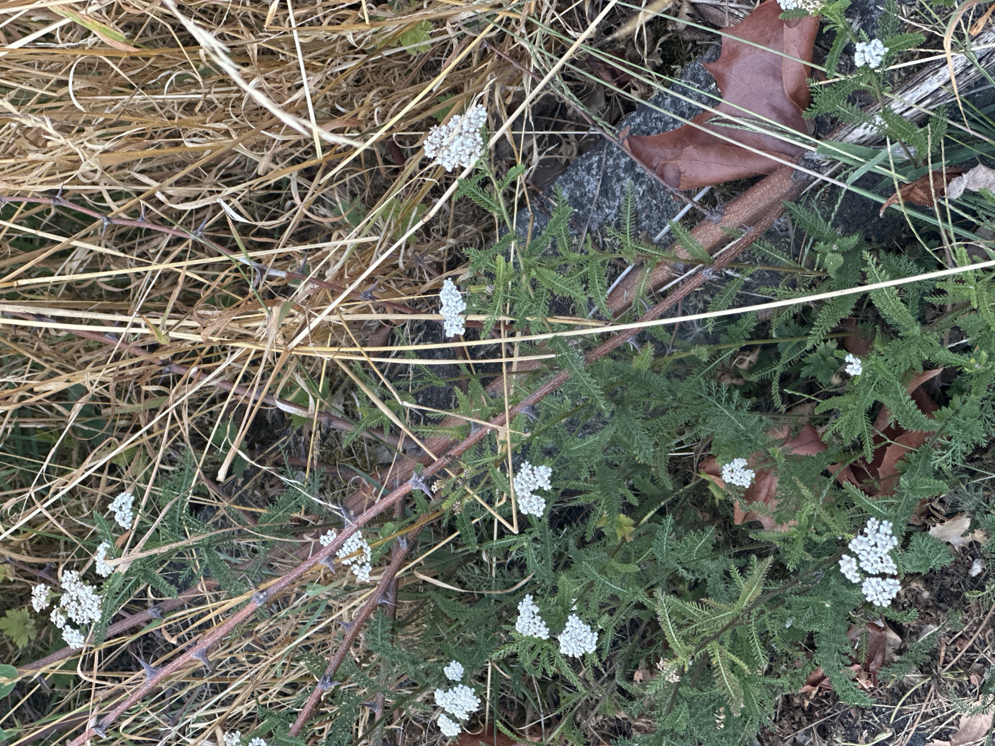 This is a medium-shot, eye-level photograph of yarrow (Achillea millefolium) plants with small white flowers, growing in a patch of dry grass and thorny branches. The yarrow plants have feathery green leaves and clusters of tiny white flowers. Thorny branches, likely from a bramble bush, weave through the yarrow. Dried brown grass and leaves are prevalent in the background and interspersed with the plants. A dark gray, rough-textured stone is visible in the middle ground, partly obscured by vegetation. One large, dry, brown leaf is prominent on the right side of the image, near the stone. The overall impression is one of a wild, somewhat unkempt natural area. The scene is consistent with a roadside verge, park edge, or undeveloped lot within the city of Krefeld, Germany, likely during autumn or late summer, given the dried vegetation and fallen leaves. There are no people or animals visible in the image.