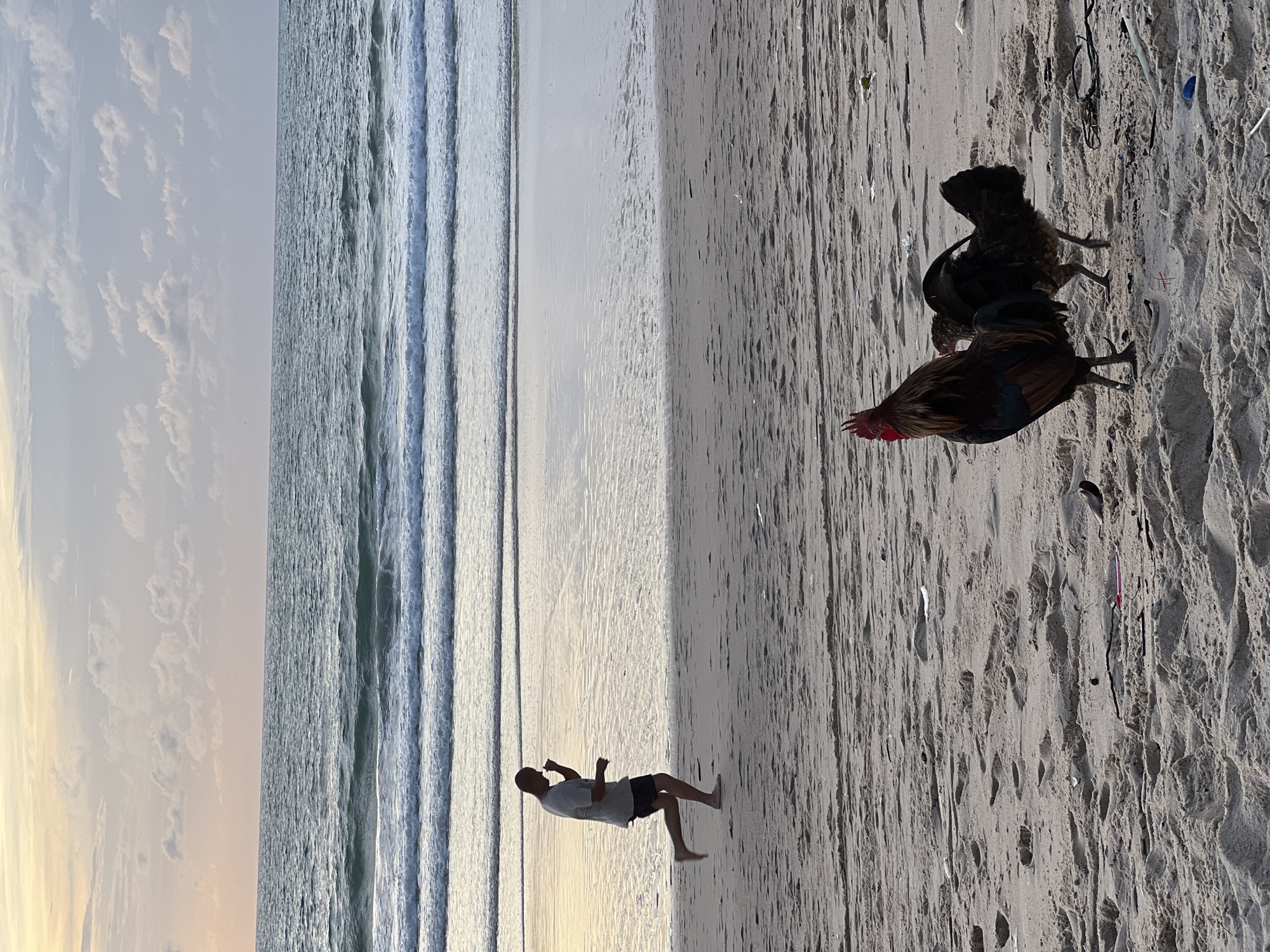 A man is jogging on a sandy beach in Choeng Thale, Thailand, near the ocean. The sky is overcast with pastel colors, indicating either dawn or dusk. The ocean has gentle waves. Two chickens are visible on the sand in the foreground. The beach appears to be relatively empty aside from the man and the chickens, with some scattered debris on the sand. The man is wearing a grey t-shirt and dark shorts and is in mid-stride. The chickens are facing away from the man, and one is slightly behind the other.