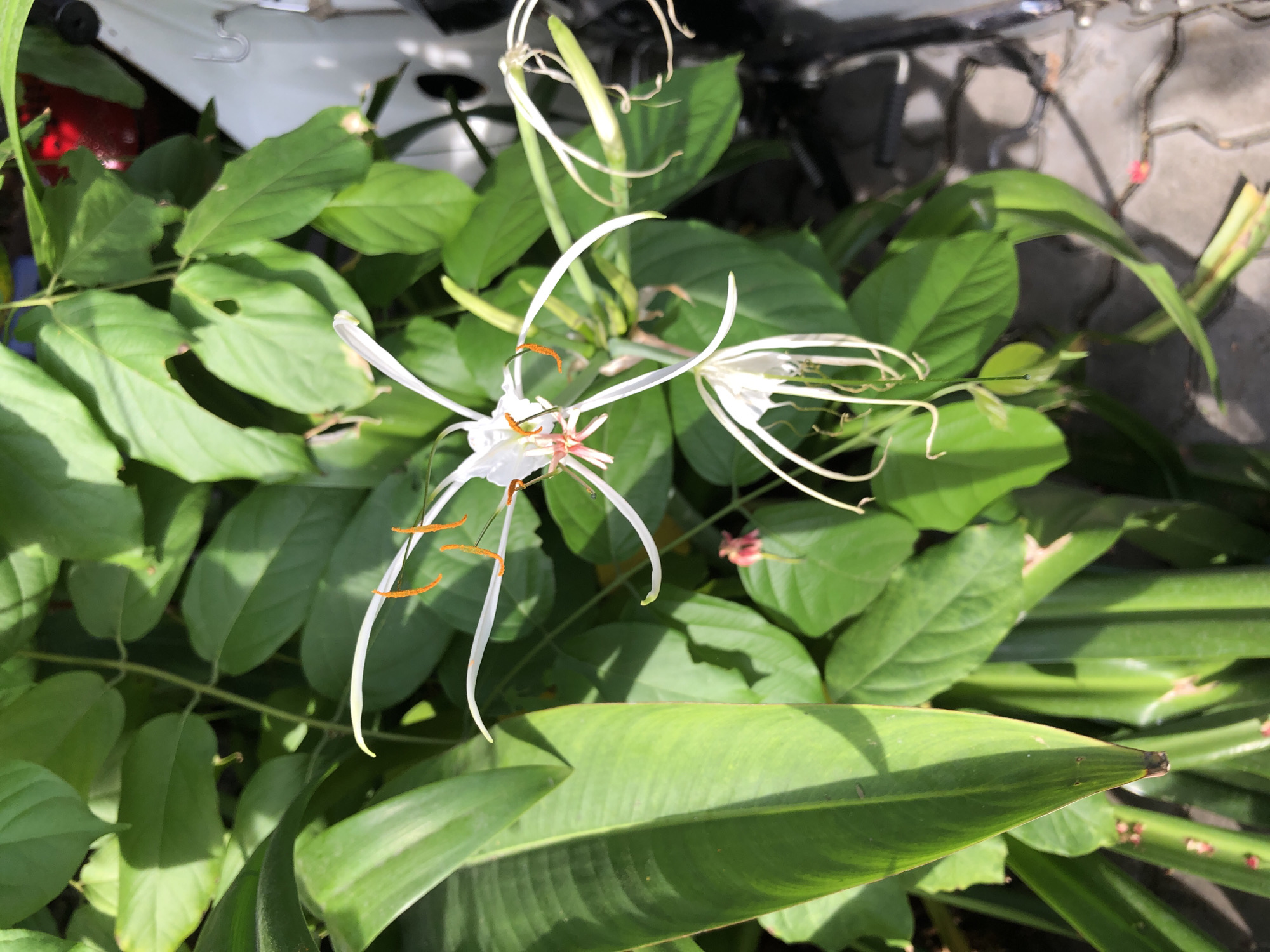 The image displays a close-up view of white spider lilies with prominent orange stamens, surrounded by lush green foliage. The flowers are the central focus, with their delicate, spidery petals and long, thin stamens extending outwards. The surrounding leaves are large and a vibrant green, with some showing signs of natural wear like small holes or browning edges. The lighting suggests it is daytime, with sunlight casting shadows on the leaves. In the background, blurred elements suggest an outdoor urban environment, possibly a walkway or paved area with a hint of red in the upper right, and a white object. This scene is likely located in Đà Nẵng, Vietnam, a city known for its tropical climate and abundant plant life, where such flowers would naturally thrive in gardens or public spaces. There are no people or animals visible in the frame, nor any specific actions or interactions depicted. The composition is purely a botanical study of the flowers and their immediate surroundings.