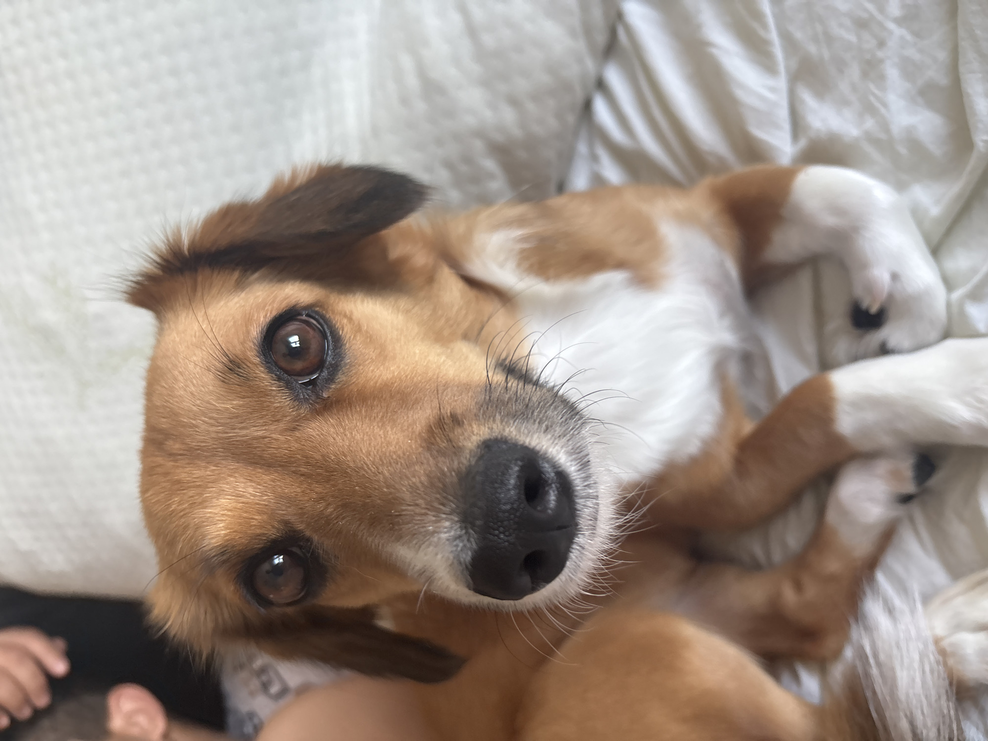 A medium shot of a medium-sized dog with brown fur and white markings is captured from chest up. The dog is lying on a bed with white bedding. The dog's head is tilted slightly to the left, and it is looking directly at the camera with its brown eyes. The dog's ears are floppy and brown. Its nose is black and wet. Its chest is white with brown patches on its side. The dog's paws are white with black paw pads. The background is out of focus and appears to be a room with soft lighting. The image appears to be taken indoors. There are no discernible landmarks or context to place the image in Plovdiv, Bulgaria.