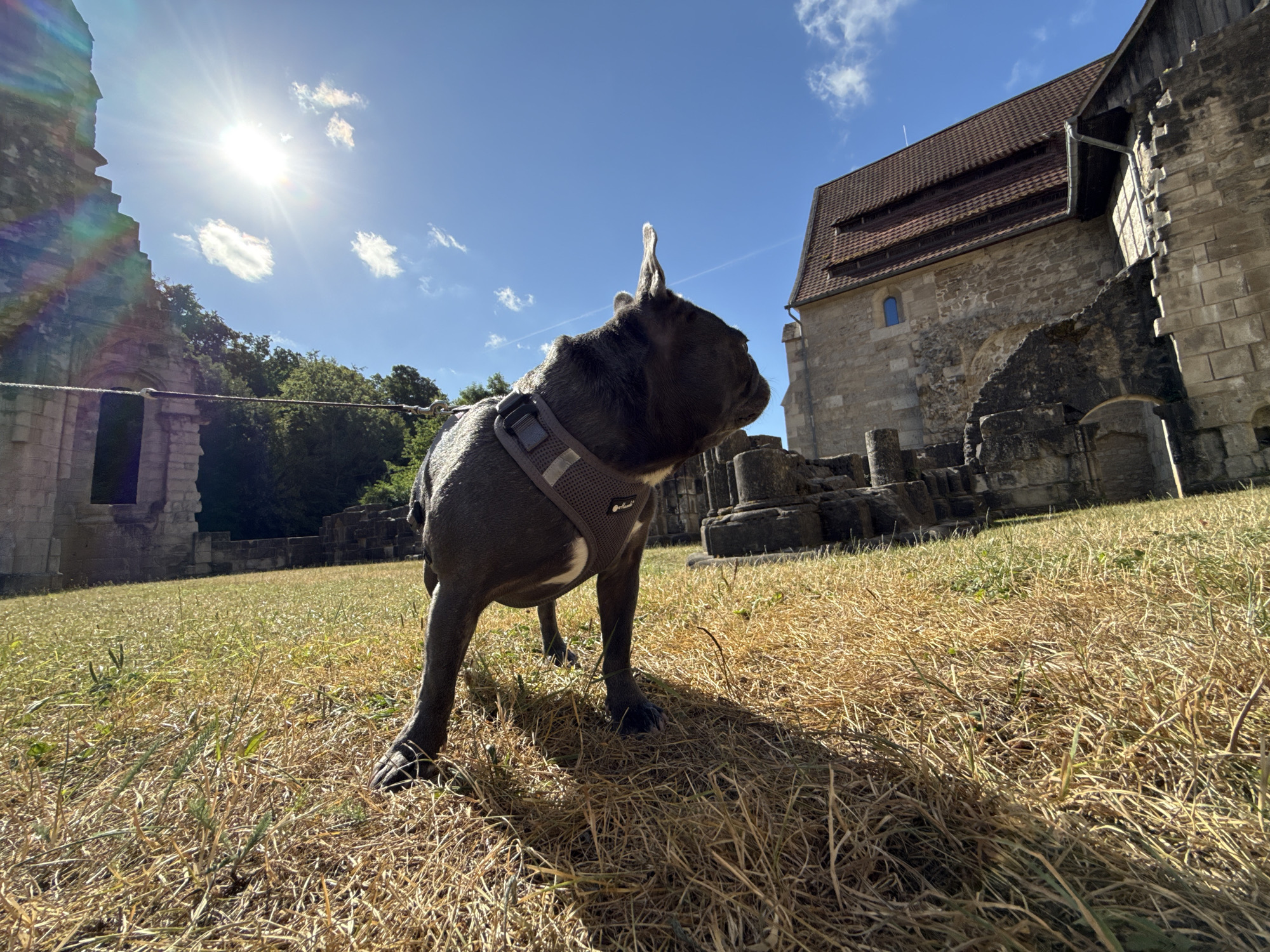 In Walkenried, Germany, a dark gray dog wearing a harness stands on dry grass in front of the ruins of the Walkenried Abbey. The sun, high in the sky, casts a bright glare, creating lens flare effects on the left side of the image. The dog is positioned in the foreground, facing right and looking upwards. Behind the dog, the stone ruins of the abbey are visible, with a partially intact roof on one structure. The scene is set under a clear blue sky with a few scattered clouds. The ground is covered in dry, yellowed grass, indicating a sunny, possibly warm day.