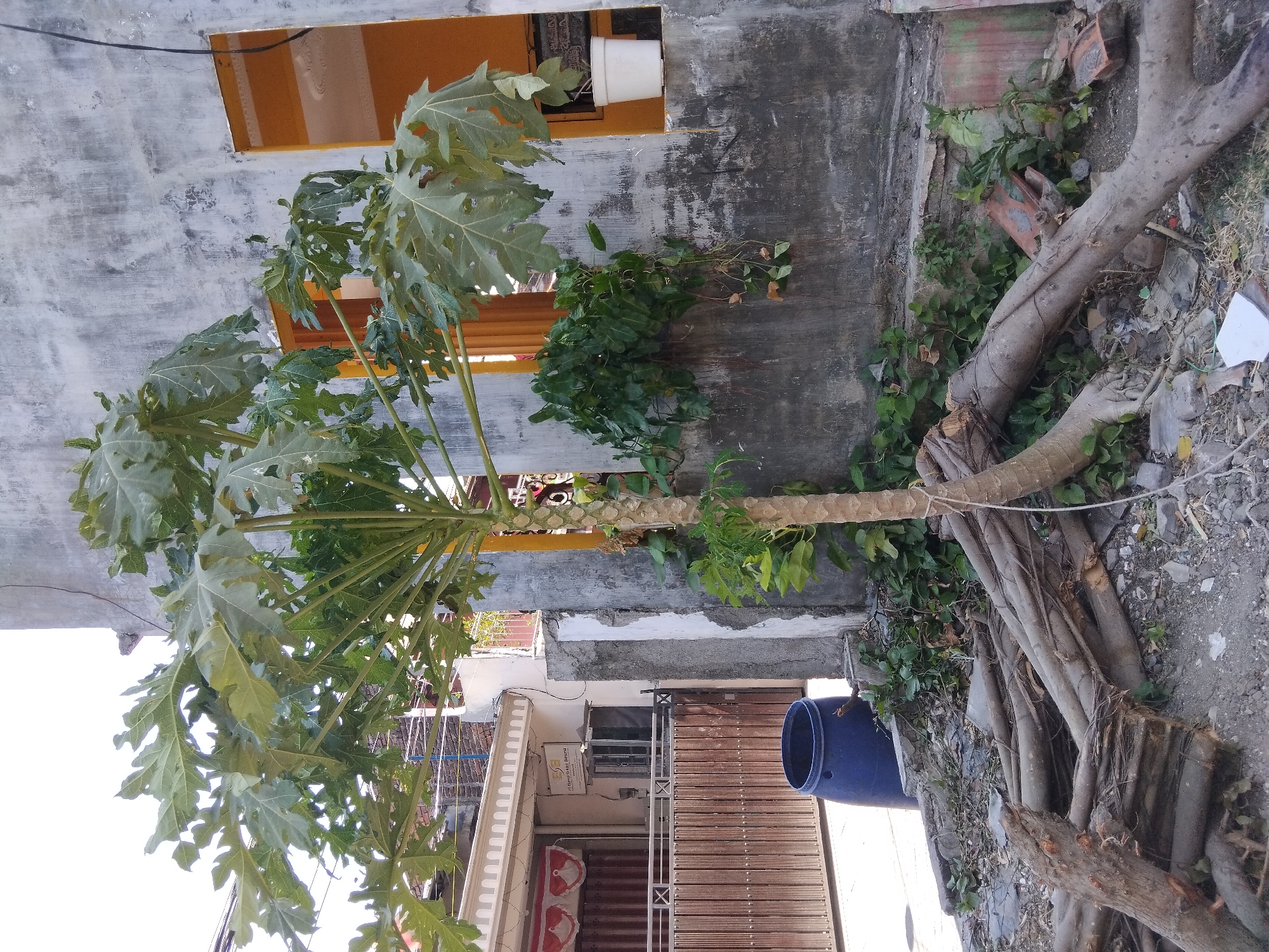 In Berbek, Indonesia, a papaya tree stands in front of a grey, textured wall with a yellow-framed window. Its large, green leaves are spread wide, obscuring some of the wall and a section of the window. To the left of the tree, a blue barrel rests on a ground covered with debris, including several cut branches and logs. Behind the tree, a building with a brown gate and white trim is visible. A white pot containing a plant is placed on a ledge within the yellow-framed window. The overall scene is one of an outdoor area with a mix of plant life and building structures.