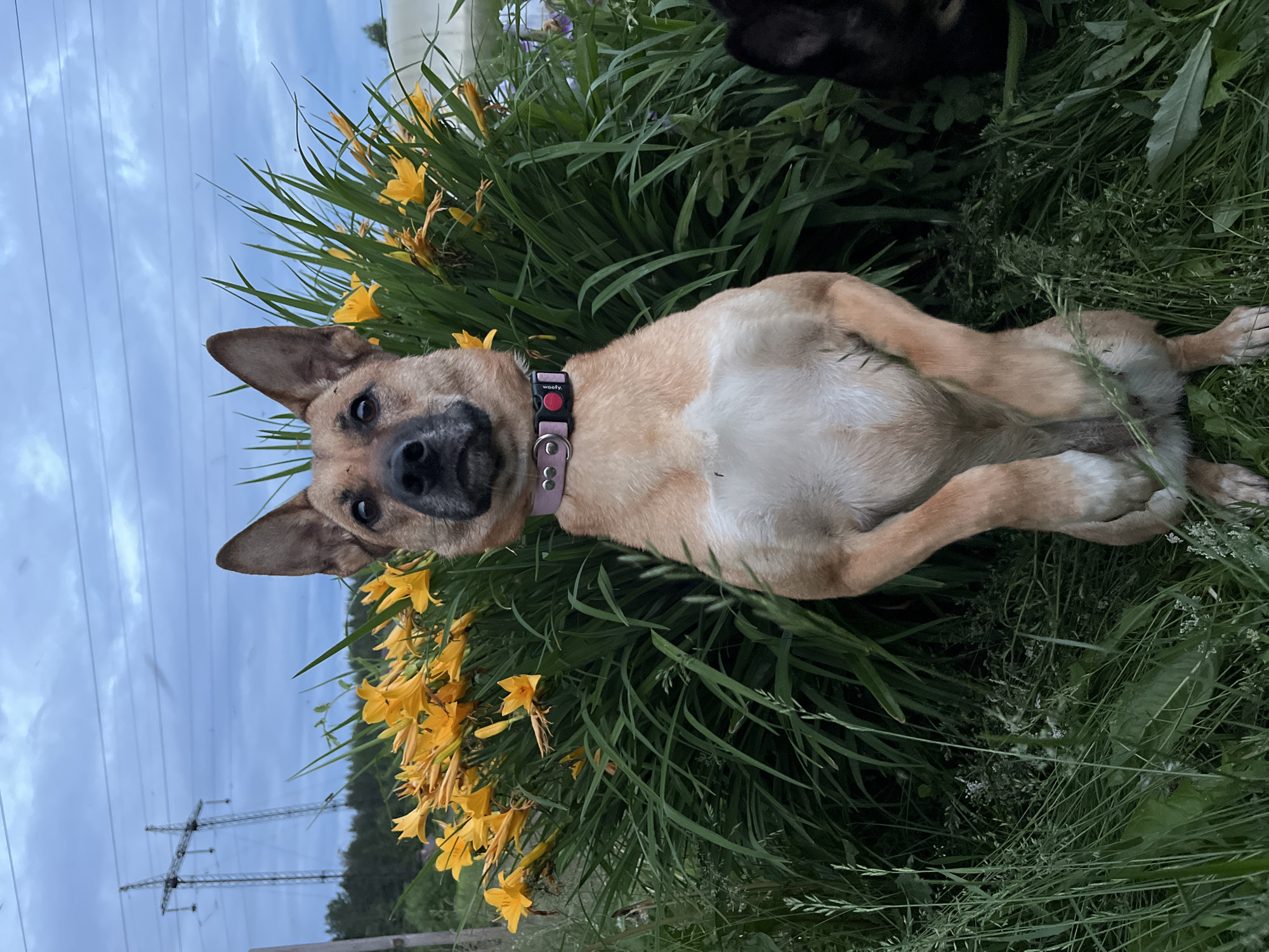 An adult dog, medium-sized with tan and white fur, stands on its hind legs in front of a dense patch of green foliage with bright yellow flowers. The dog is wearing a pink collar with a silver buckle and a black buckle. Its front paws are held up, and it appears to be looking directly at the camera. The background features a cloudy sky with visible power lines and transmission towers. The ground is covered with grass and some smaller white flowers. To the right of the frame, a portion of another dark-colored dog is visible. The overall setting suggests an outdoor environment, possibly a park or a garden, in Nizhny Tagil, Russia.