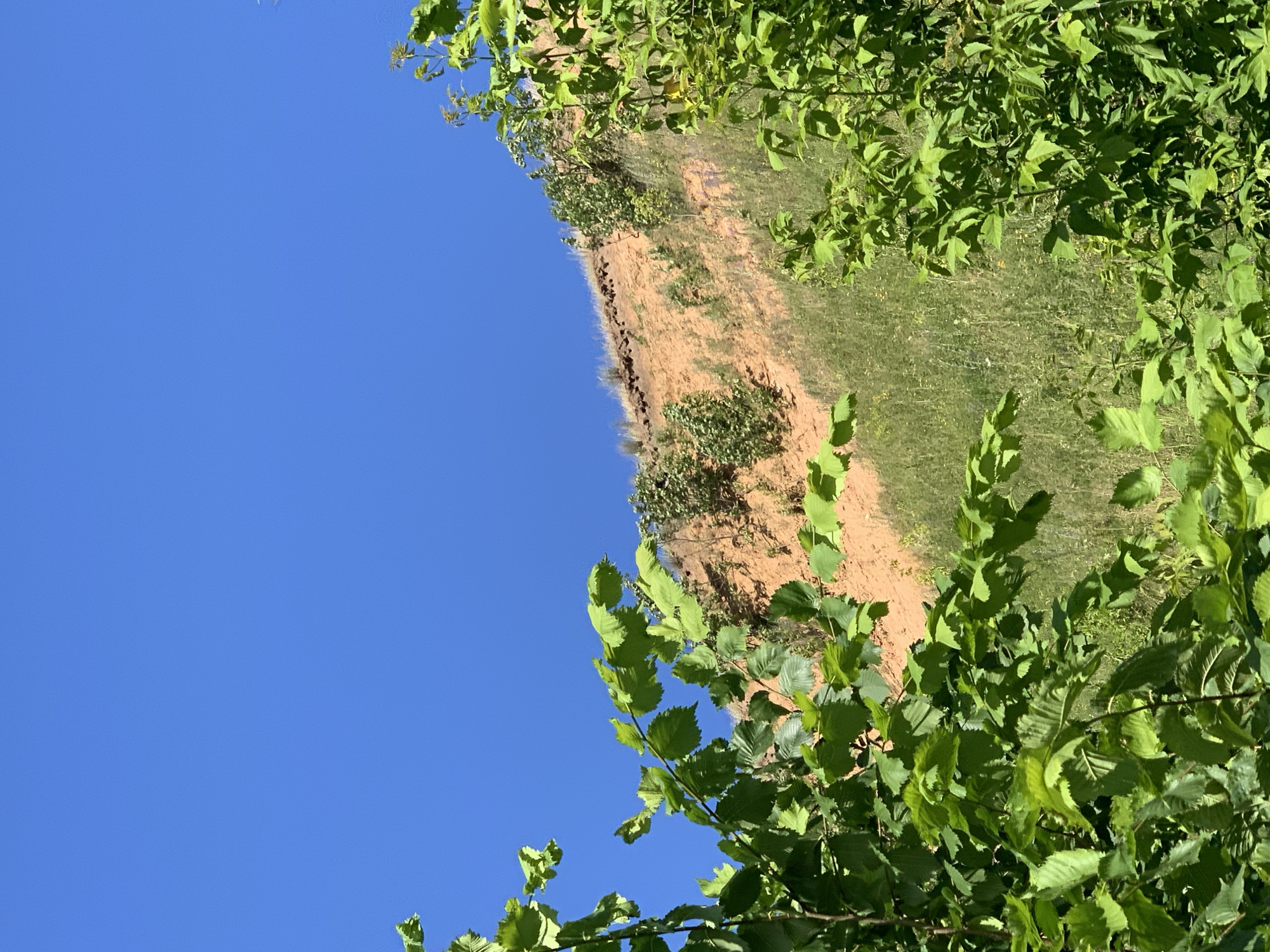 The image captures an outdoor scene with a dominant blue sky filling the left portion of the frame. In the upper right and extending diagonally downwards, there is a natural landscape. This landscape features a steep, sandy embankment with patches of green grass and some vegetation growing on it. The embankment appears to be a hillside or a riverbank. The foreground on the right side is occupied by lush green foliage, likely from trees or bushes, with sunlight filtering through the leaves. The perspective suggests the photo was taken looking upwards at an angle, possibly from a lower elevation looking towards the embankment. The time of day appears to be daytime, with clear skies and bright sunlight, creating shadows and highlights on the vegetation and embankment. There is no text visible in the image. The scene evokes a sense of nature and a peaceful outdoor setting, likely in a rural or natural environment. Based on the provided location context of Pavlovo, Russia, this could be a view of a natural area or park within or near the town.