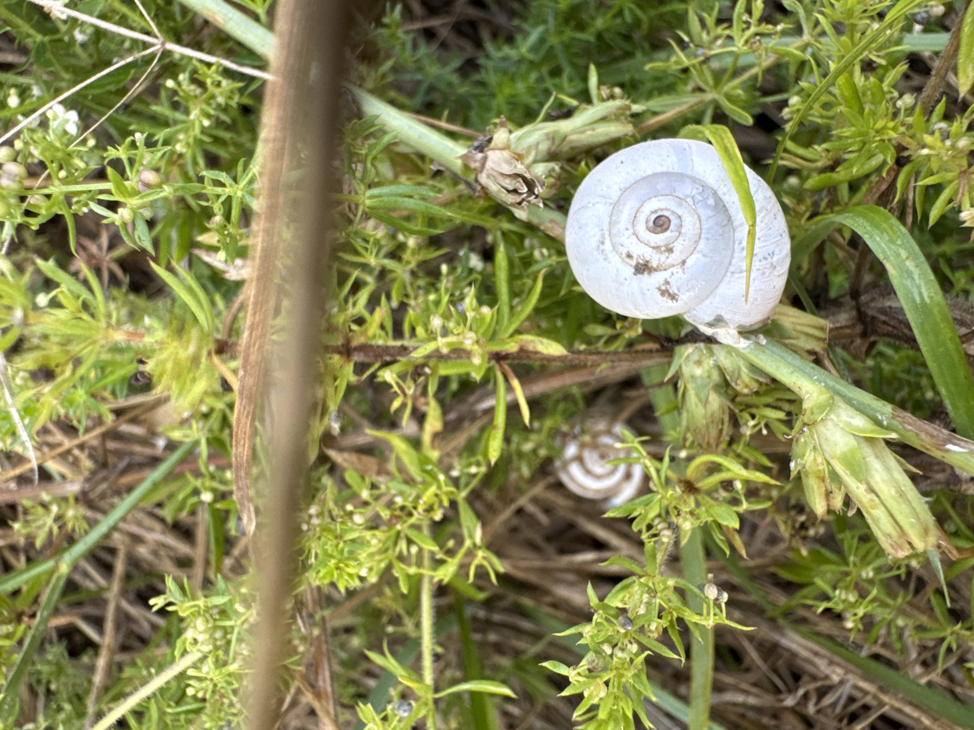 The image displays a close-up, outdoor view of a natural environment, focusing on the foliage and two small, white snail shells. The snail shells are positioned within a cluster of green plants and brown, dry grass. One snail shell is larger and more prominent in the foreground, showing a distinct spiral pattern. A second, smaller snail shell with a similar spiral pattern is visible in the background, slightly blurred. The lighting suggests it is daytime. The image does not contain any information about the city of Камышеваха, Russia, or any human presence.