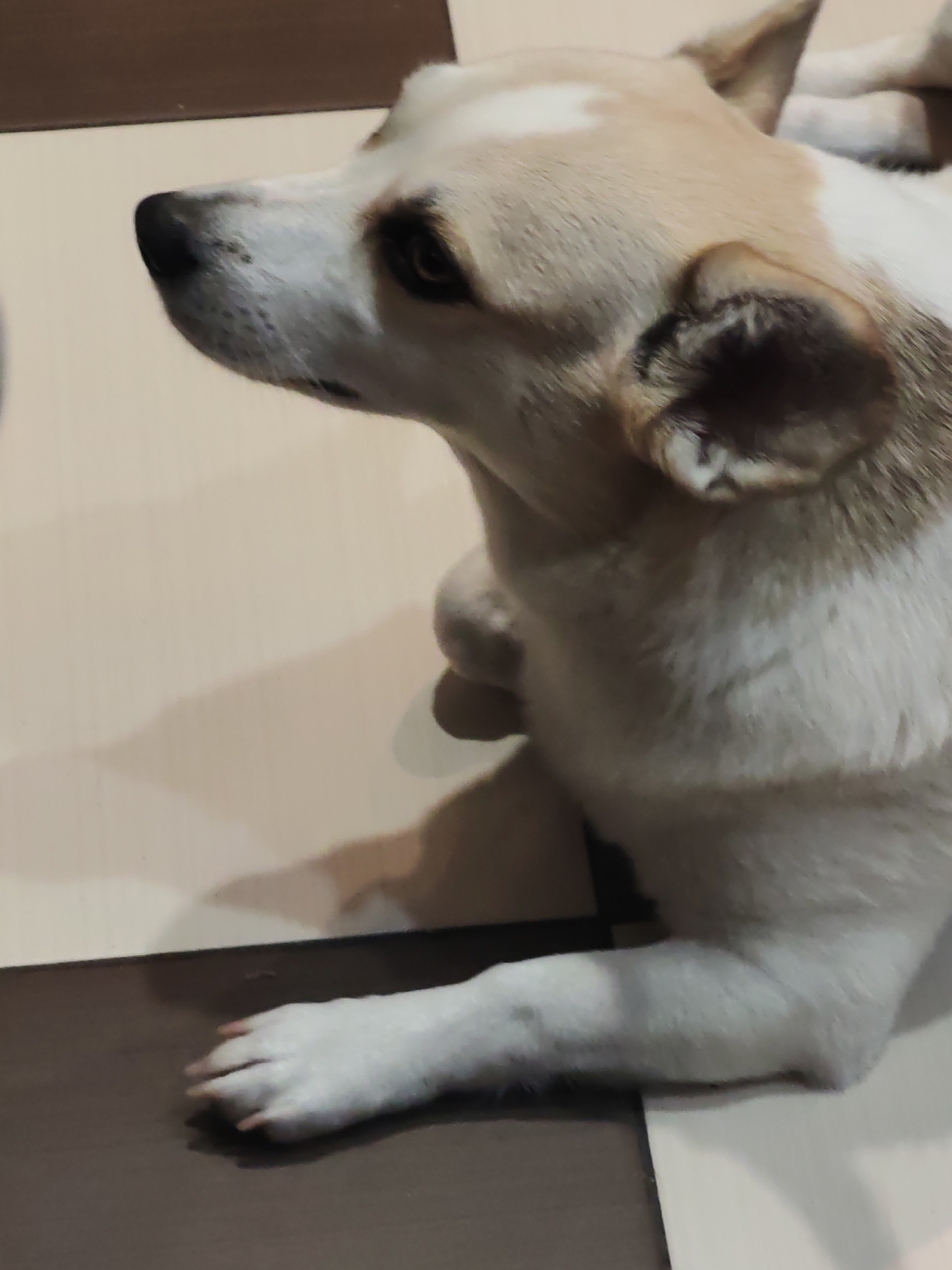 A dog with white and tan fur is lying on a floor with alternating beige and brown tiles. The dog's head is facing left, with its nose and eye visible. The dog's front paw is resting on a brown tile. The location is Unknown, Unknown.