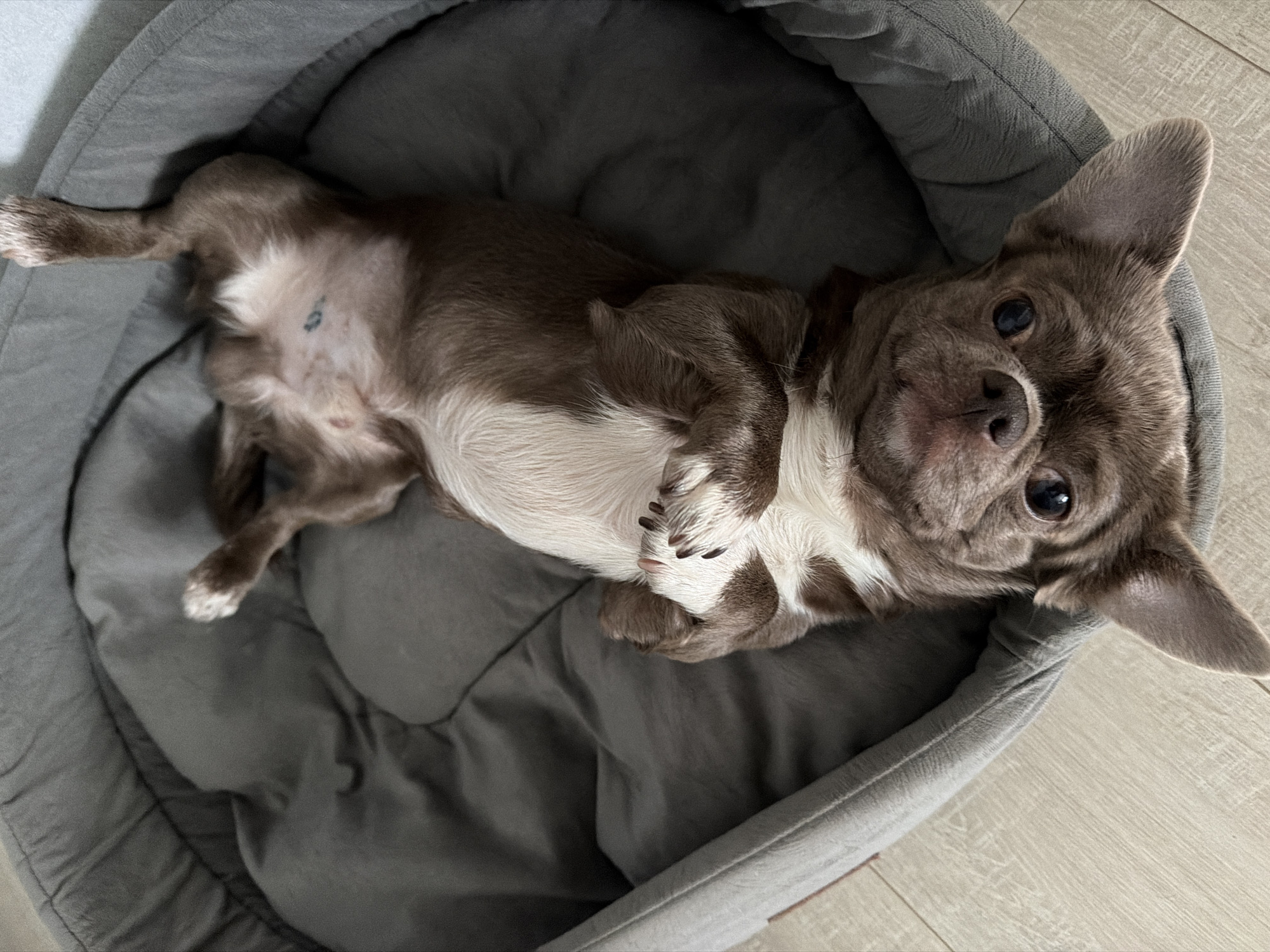 A small, brown and white Chihuahua dog is lying on its back in a gray dog bed. The dog has large ears and is looking directly at the camera. The dog bed is placed on a light wood floor. The location is not provided in the image.