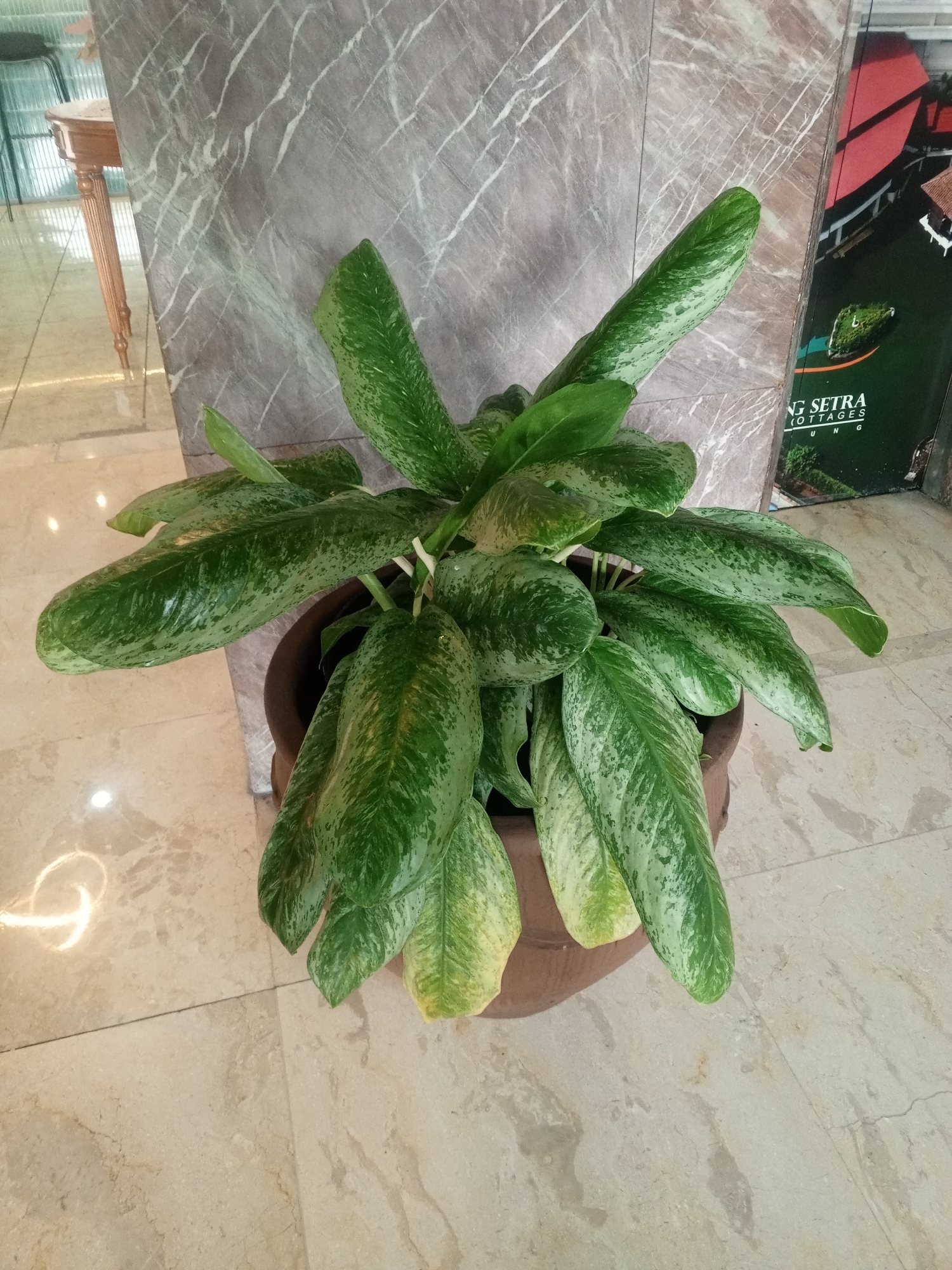 A medium shot, eye-level, full shot captures a potted plant with variegated green and white leaves, positioned in front of a gray marble-patterned wall. The plant is situated on a cream-colored tiled floor, which has faint circular reflections. To the left of the plant, a wooden table with turned legs is partially visible. To the right of the plant, a dark green sign with white lettering, possibly advertising a resort or housing complex, is mounted on the wall. The plant is in a dark brown, wide pot, and some of its leaves exhibit yellowing, indicating potential environmental stress. The lighting appears to be artificial, possibly from overhead fixtures, creating soft highlights on the floor and plant leaves. The scene appears to be an indoor setting, likely a lobby or common area, given the materials and the presence of decorative elements. The location in the city of Bandung City, Indonesia, is implied by the detail in the sign and architectural style, which is consistent with commercial establishments in the region.