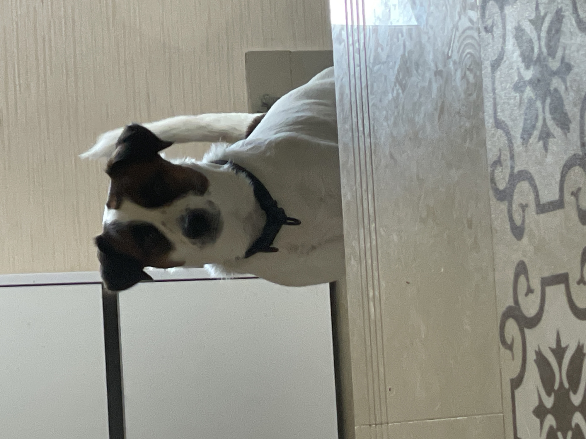 A Jack Russell Terrier is pictured sitting on a step in front of a white cabinet and a wall with textured wallpaper. The dog is white with brown markings on its head and ears, and it is wearing a dark blue collar. The flooring in the foreground has a patterned tile design. The image appears to be taken indoors, possibly in a residential setting in Sochi, Russia.