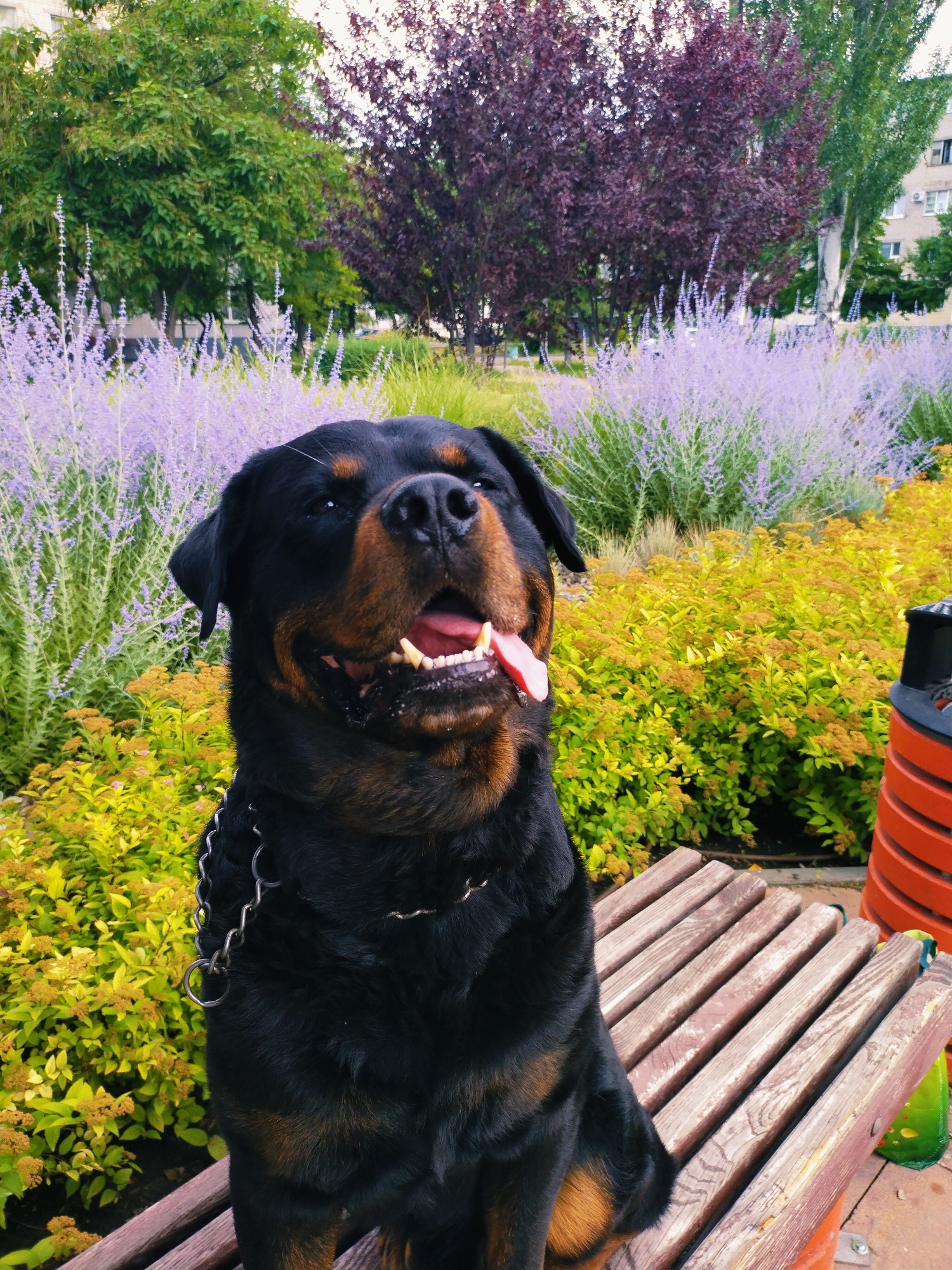 In Horishni Plavni, Ukraine, a Rottweiler dog with a black and tan coat is sitting on a wooden park bench. The dog is facing forward, with its mouth open and tongue hanging out, appearing happy. It is wearing a metal chain collar. Behind the dog, there is a vibrant display of purple and yellow flowers, with lush green trees and a building in the background. The scene is set outdoors in a park or garden area.