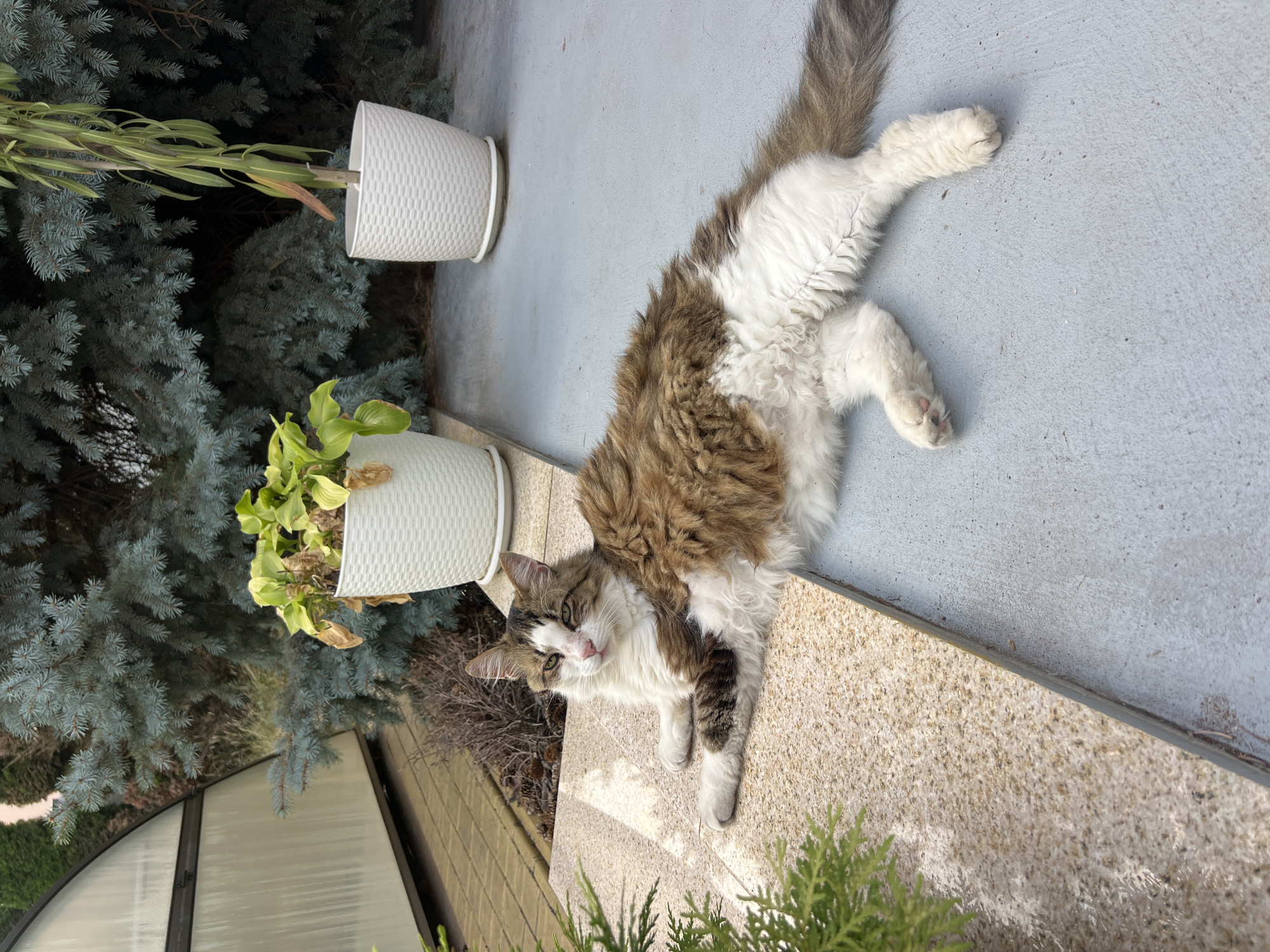 A long-haired cat with brown and white fur is lying on a grey concrete surface outdoors. The cat is positioned with its front paws extended forward and its hind legs tucked underneath. Its head is turned towards the camera, and it appears to be resting. In the background, there are several potted plants with green foliage and some dried leaves, as well as a large evergreen tree. To the left, a portion of a greenhouse structure and a paved walkway are visible. The scene appears to be in a residential or garden area.
