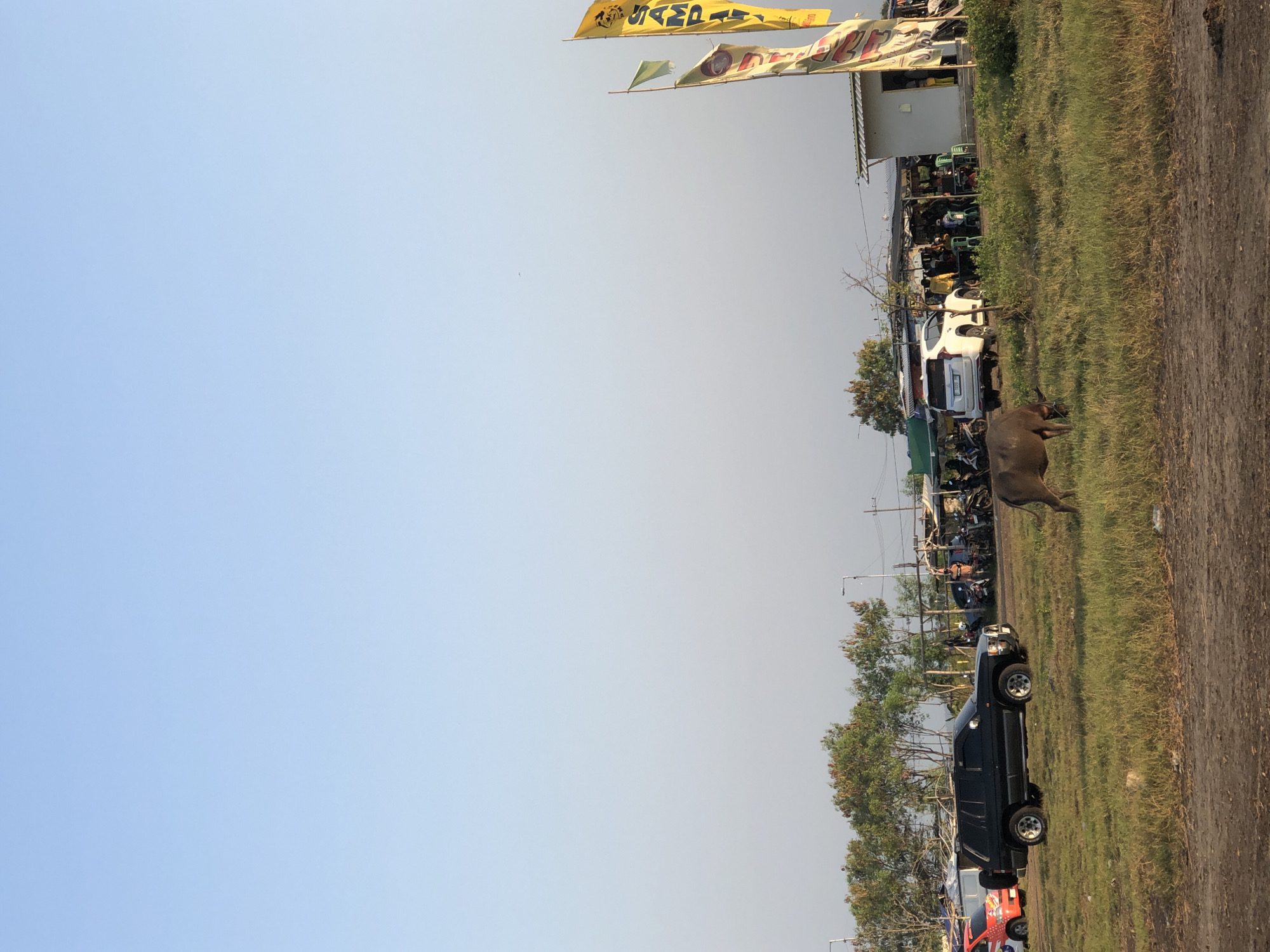 The image depicts a scene in Gempolsari, Indonesia, under a clear blue sky. In the foreground, a dark-colored SUV is parked on a grassy field, with a water buffalo grazing nearby. Behind the SUV, a row of trees lines the horizon. Further back, a small building with a white roof appears to be a shop or eatery, with several people gathered around tables outside. Yellow and green flags are visible on poles near the building. Multiple motorcycles and cars are parked in the background, suggesting a public gathering or marketplace. The overall environment appears to be a rural or semi-rural area.