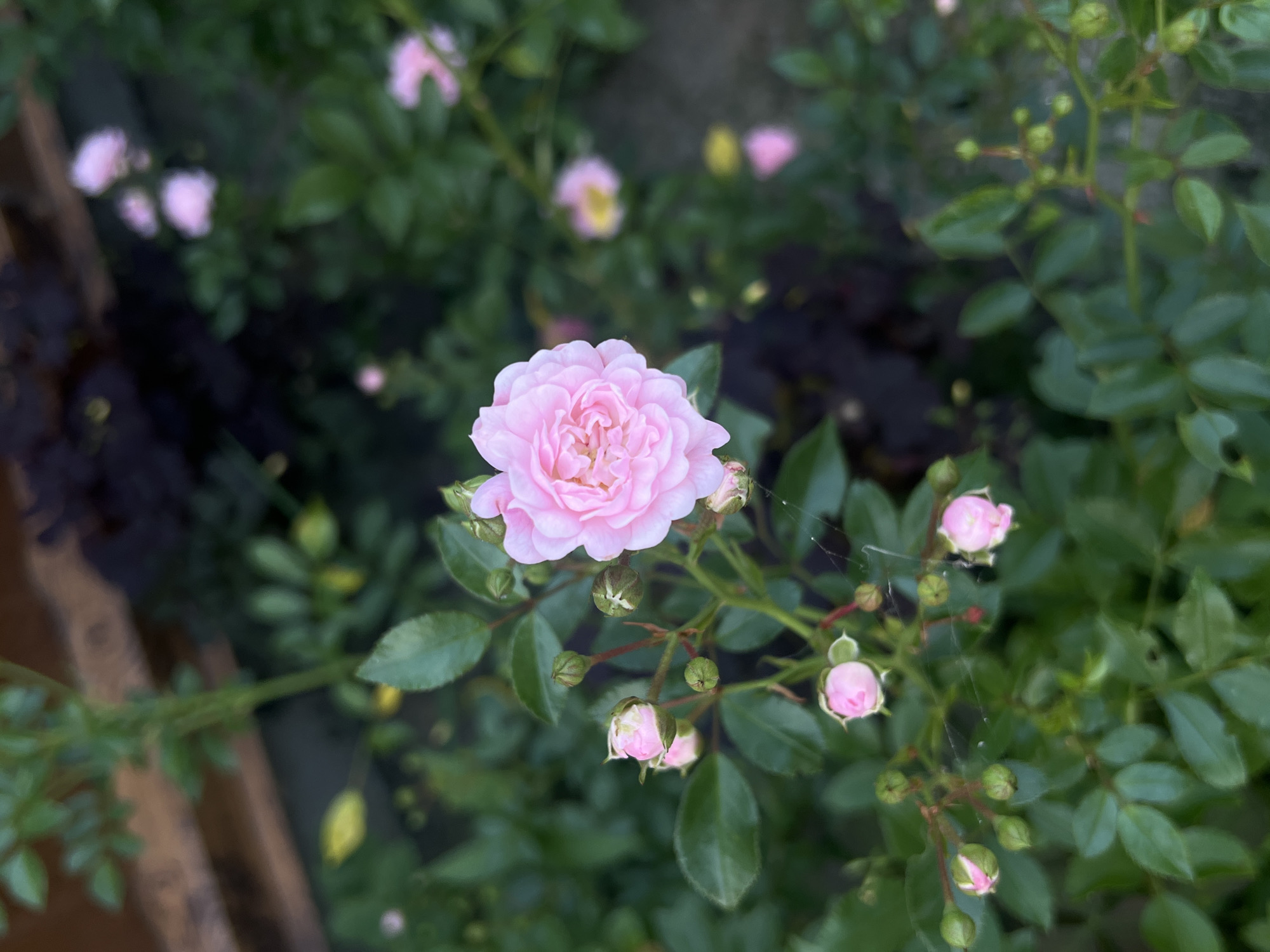 This media file is a close-up photograph of a cluster of small pink roses. The main subject is a fully bloomed pink rose in the center of the frame, with its petals tightly packed and slightly ruffled. Surrounding it are several rose buds, some just beginning to open, and many green leaves. The background is a blur of darker green foliage, suggesting the roses are part of a larger bush or garden.
There are no people or animals visible in the image. The focus is entirely on the roses and their surrounding greenery. The lighting suggests it could be daytime, possibly overcast or in soft shade, as there are no harsh shadows. The overall impression is one of delicate natural beauty and the quiet growth of a garden. The detail of a few thin strands of spiderweb is visible, adding a touch of natural texture to the scene. There is no visible text in the image.