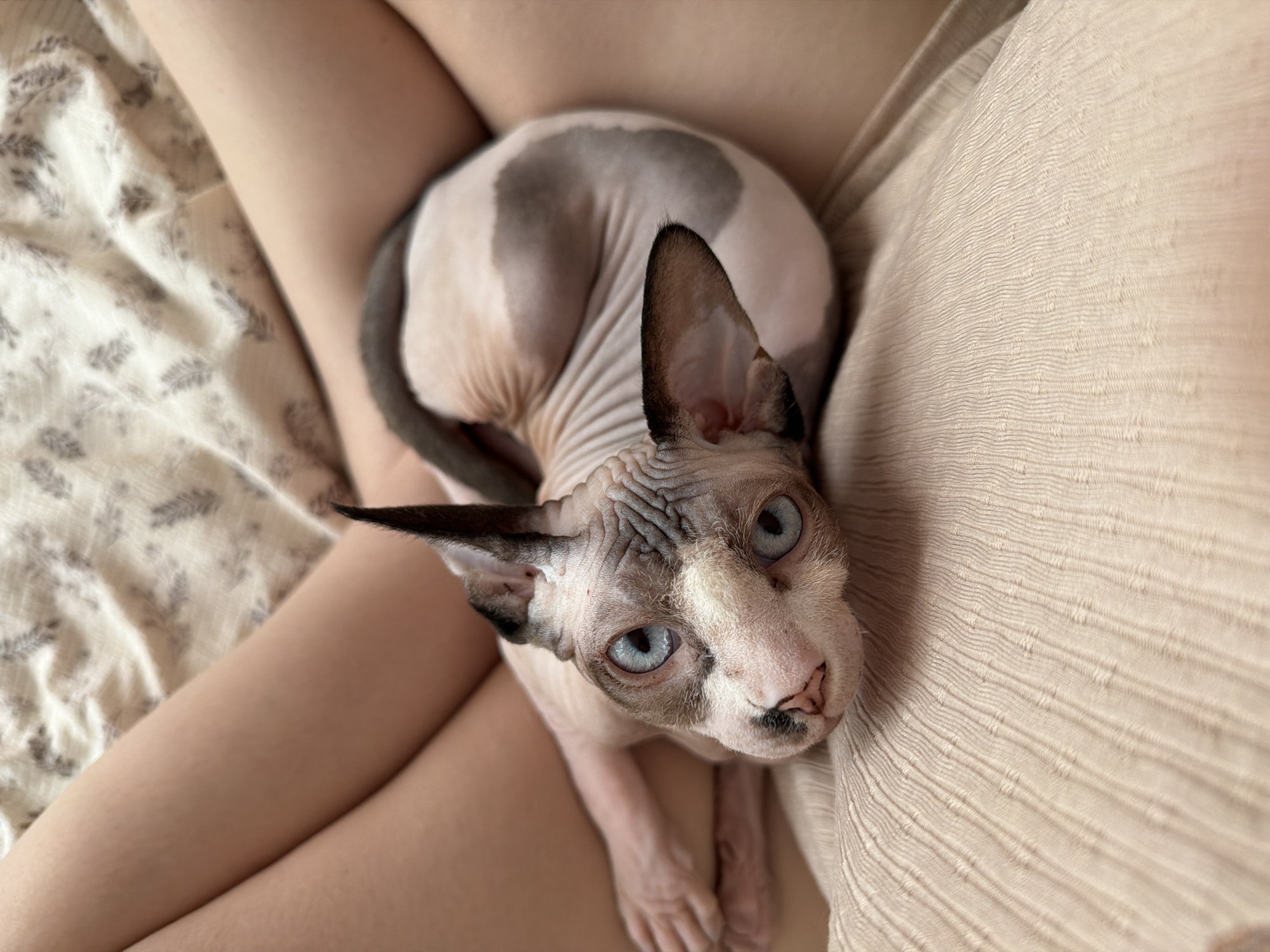 The image shows a top-down view of a Sphynx cat curled up on a person's lap. The cat has light pink skin with gray markings on its head and back. Its eyes are a striking blue. The person's legs, one covered by a light-colored fabric with a subtle floral pattern and the other by a textured, light brown fabric, form the background. The cat appears to be resting comfortably, with its body partially obscured by the person's legs. The lighting suggests it could be daytime, possibly indoors. The overall mood is calm and relaxed. There is no visible text in the image.