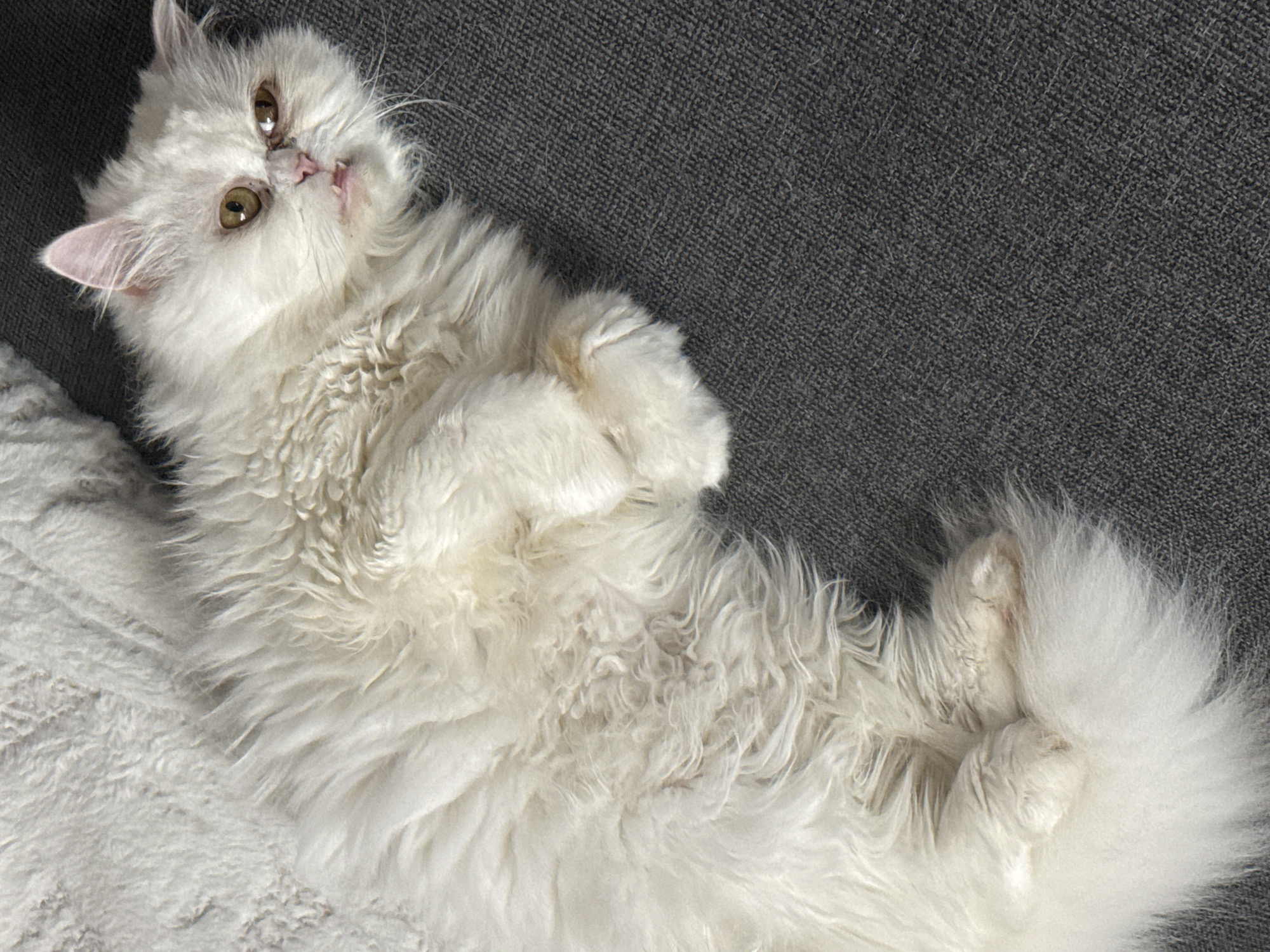A white, long-haired cat is lying on its back on a dark gray upholstered surface. The cat has yellow eyes and its mouth is slightly open, revealing its teeth. Its paws are visible, one resting on its chest and the other extended. The cat's fur appears fluffy and somewhat disheveled. The background consists of a soft, white textured surface, possibly a rug or blanket. The scene is indoors, with no indication of the specific location within Burgas, Bulgaria.