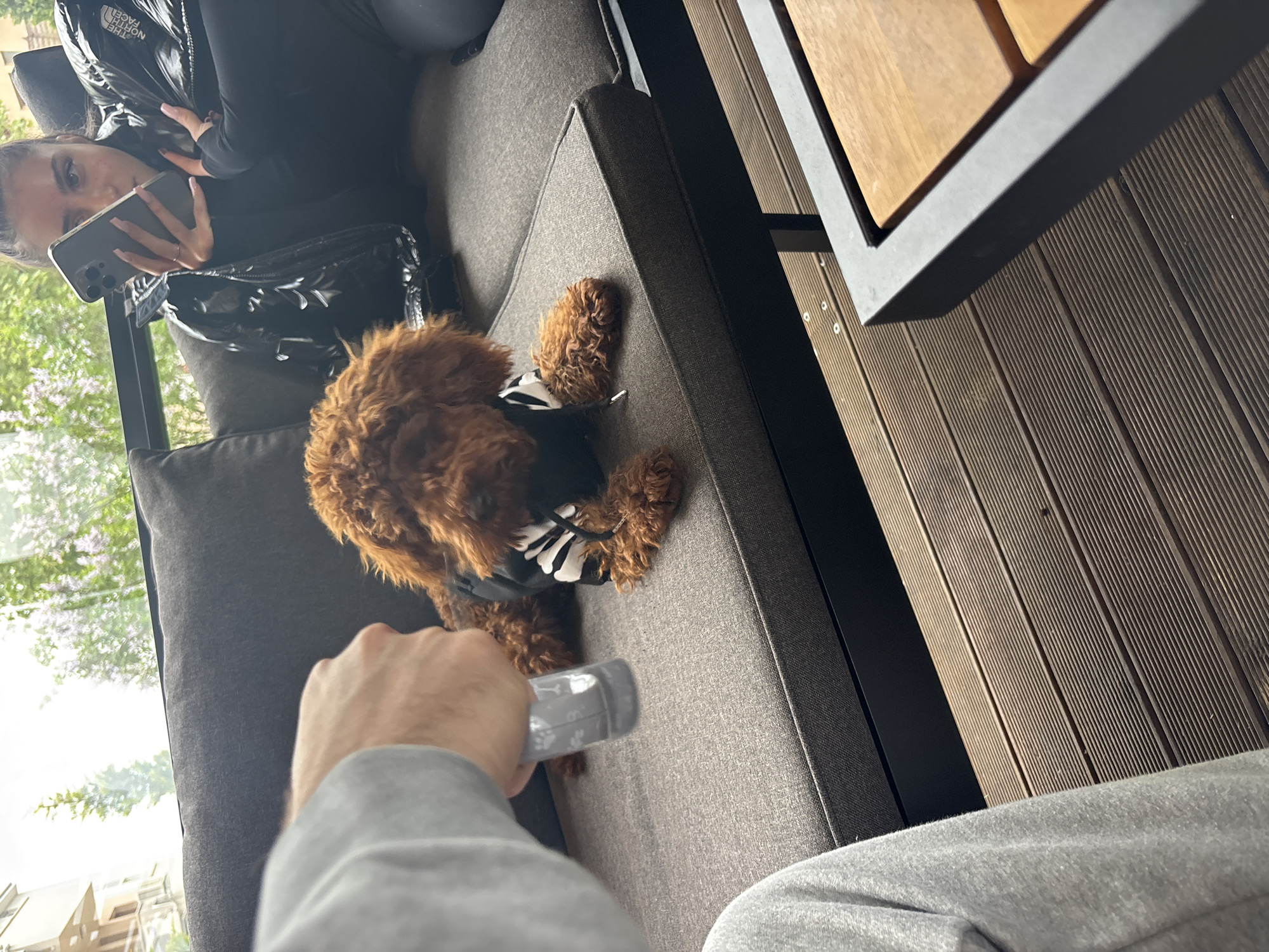 This image depicts a casual outdoor scene, likely on a balcony or patio in Plovdiv, Bulgaria, during bright daylight.
In the upper left, a woman is seated on a dark grey outdoor sofa. She is wearing a black puffer jacket with "THE NORTH FACE" logo on the shoulder and a black long-sleeved top. She holds a smartphone with a multi-lens camera up, partially obscuring her face, revealing her long nails and a ring. A shiny black bag rests beside her on the sofa.
Centered on the sofa is a fluffy, brown dog, resembling a poodle or doodle, wearing a black harness or costume with a white skeletal design on its back.
In the foreground, the arm and leg of a man are visible. He is wearing a grey long-sleeved top and grey pants. His right hand holds a grey pet accessory, possibly a treat dispenser or water bottle, adorned with paw prints, appearing to interact with the dog.
To the right, a dark wooden slatted deck extends, with part of an outdoor table featuring a dark frame and a wooden top also visible. Beyond the sofa, through what appears to be a window, green foliage and parts of a light-colored building are discernible, indicating an urban or suburban setting. The scene conveys a relaxed atmosphere.