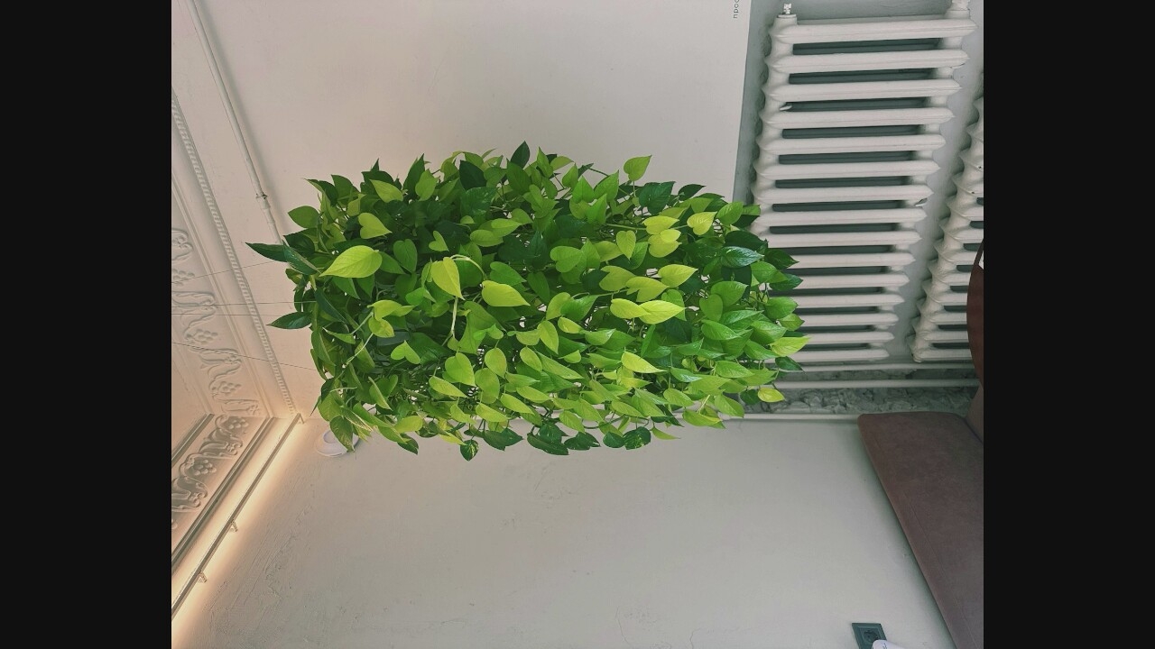 An overhead shot shows a voluminous hanging pothos plant with bright green heart-shaped leaves cascading down against a white wall. To the right, a white cast-iron radiator is partially visible. The upper portion of the image reveals ornate white crown molding with subtle lighting. The lower portion shows the edge of a taupe sofa and a dark brown wooden surface, suggesting an indoor setting. The scene appears to be an interior space in an urban environment.