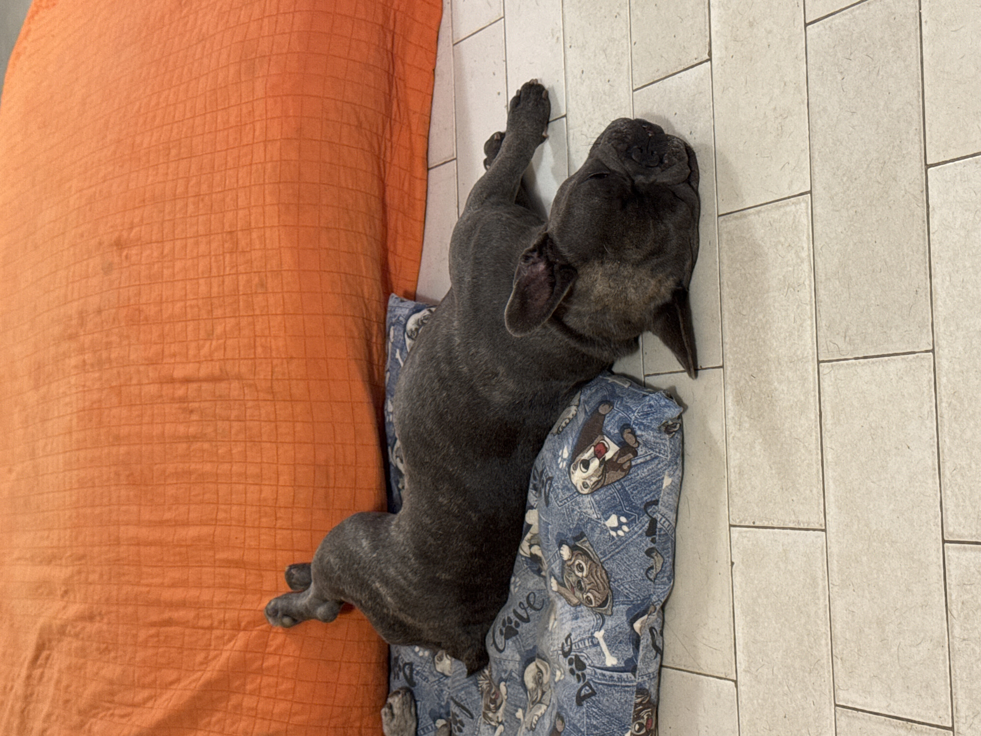 A brindle French Bulldog is sleeping on a blue, dog-themed pet bed, which is positioned on a cream-colored tiled floor. Behind the bed is a large, orange, textured cushion. The dog is lying on its side, with its head resting on the bed and its legs stretched out. The scene appears to be indoors, possibly in a home or a pet-friendly establishment, with no discernible elements linking it specifically to San Benedetto del Tronto, Italy.