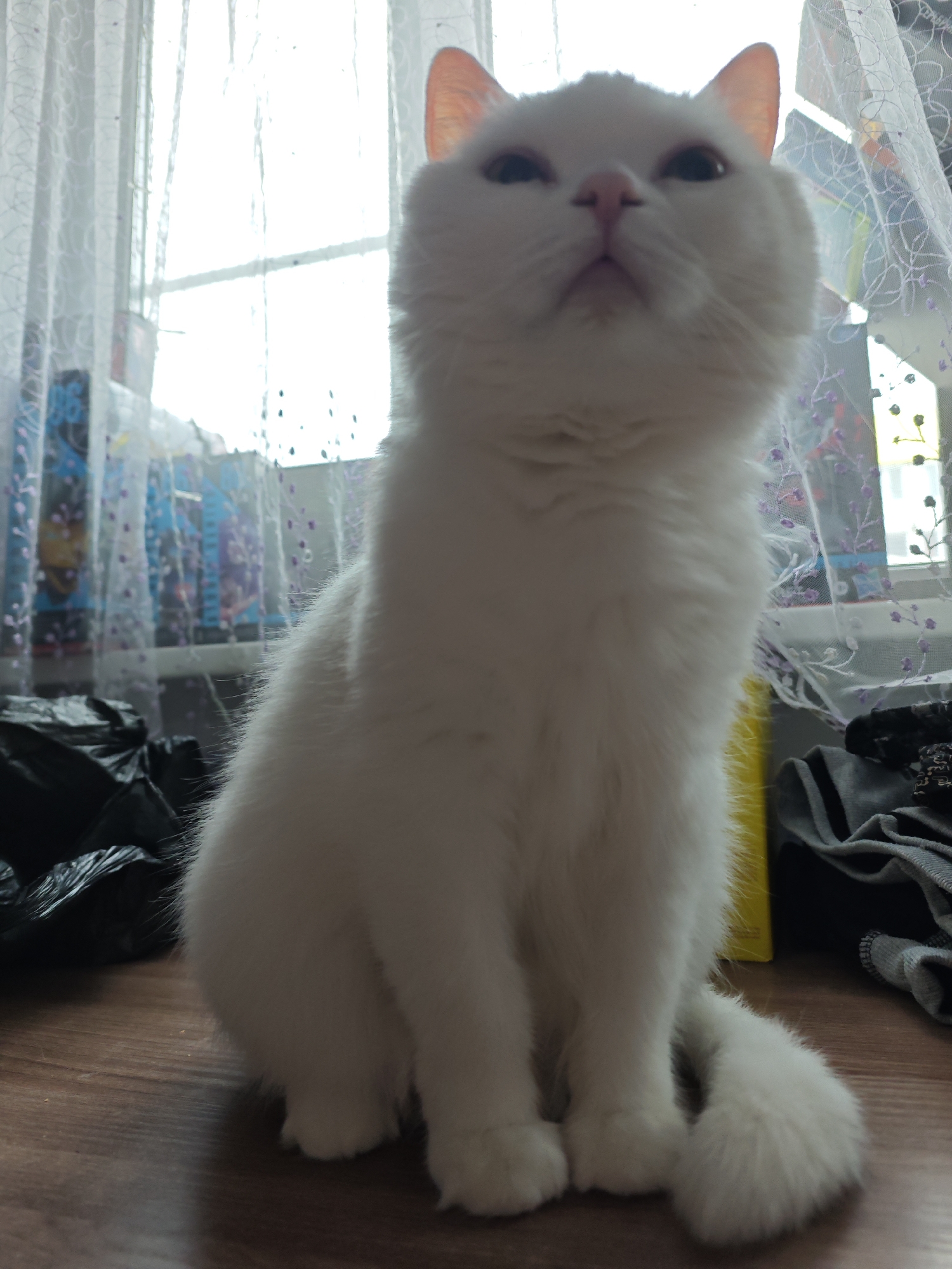 A white cat sits on a wooden floor, facing forward. Behind the cat is a window with sheer white curtains. A black plastic bag and some gray clothing are near the cat. The location is Markovskii, Russia.