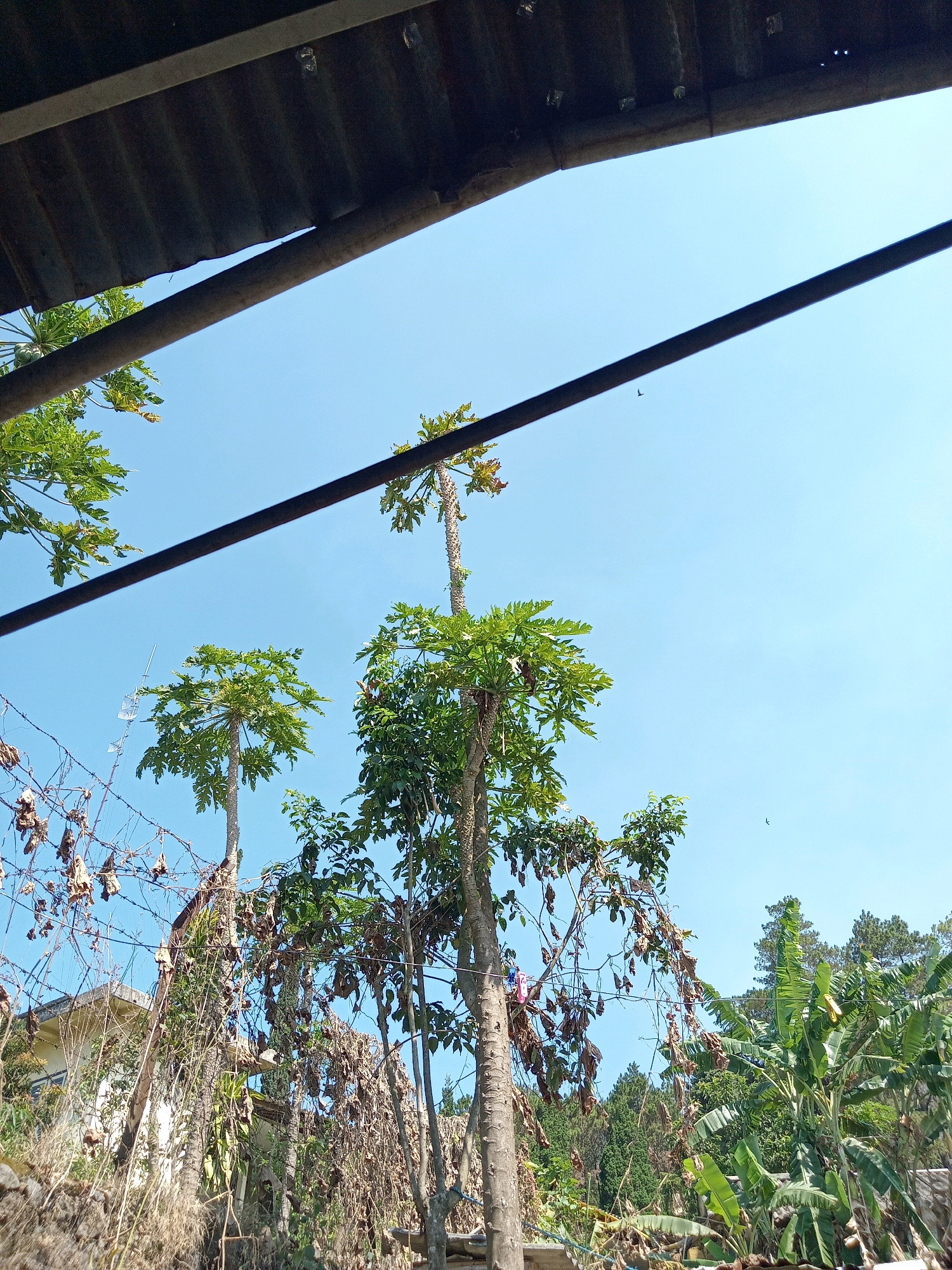 A low-angle shot captures a clear blue sky above several papaya trees and lush green foliage. In the foreground, a weathered corrugated metal roof extends from the top left corner, casting a shadow. Two thick, dark pipes or beams run horizontally across the frame, obscuring parts of the sky and trees. On the left, barbed wire fencing is visible, with dry, brown leaves clinging to it. A light-colored building with a window is partially visible behind the fence. The main focus is on the papaya trees, with their distinctive tall, slender trunks and large, fan-shaped leaves. One papaya tree in the center is particularly tall and prominent. To the right, banana plants with broad green leaves are abundant. In the distance, a dense cluster of evergreen trees forms a backdrop. The scene suggests a rural or semi-rural environment, possibly a backyard or garden area.