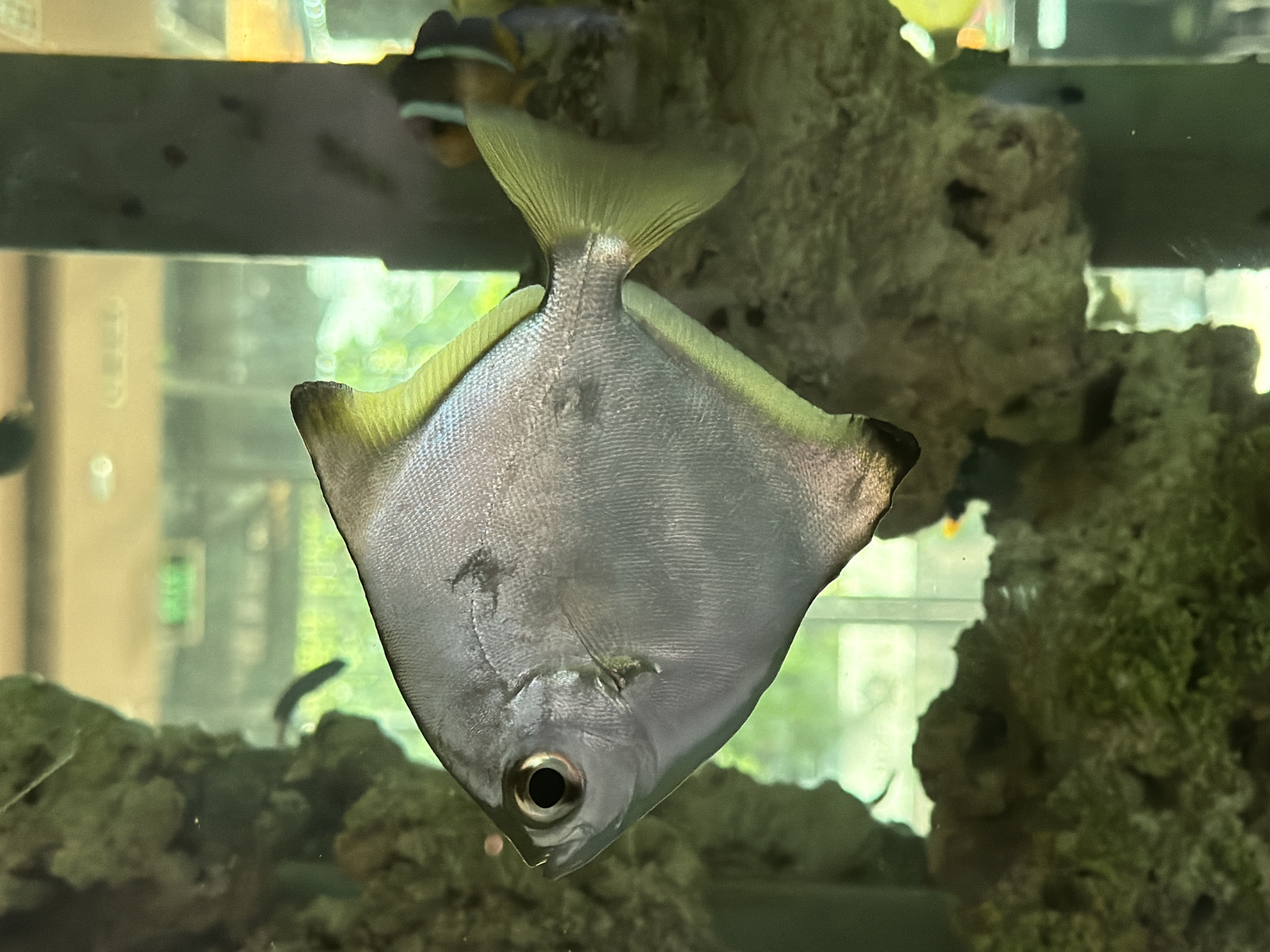 A silver fish with a diamond-shaped body and yellow-tipped fins swims in an aquarium. The fish is positioned in the center of the frame, facing left. Its eye is large and dark. The background of the aquarium shows rocks, plants, and other fish, including a clownfish in the upper right quadrant. The lighting is bright, reflecting off the fish's scales. This image was taken at an aquarium in Nha Trang, Vietnam.