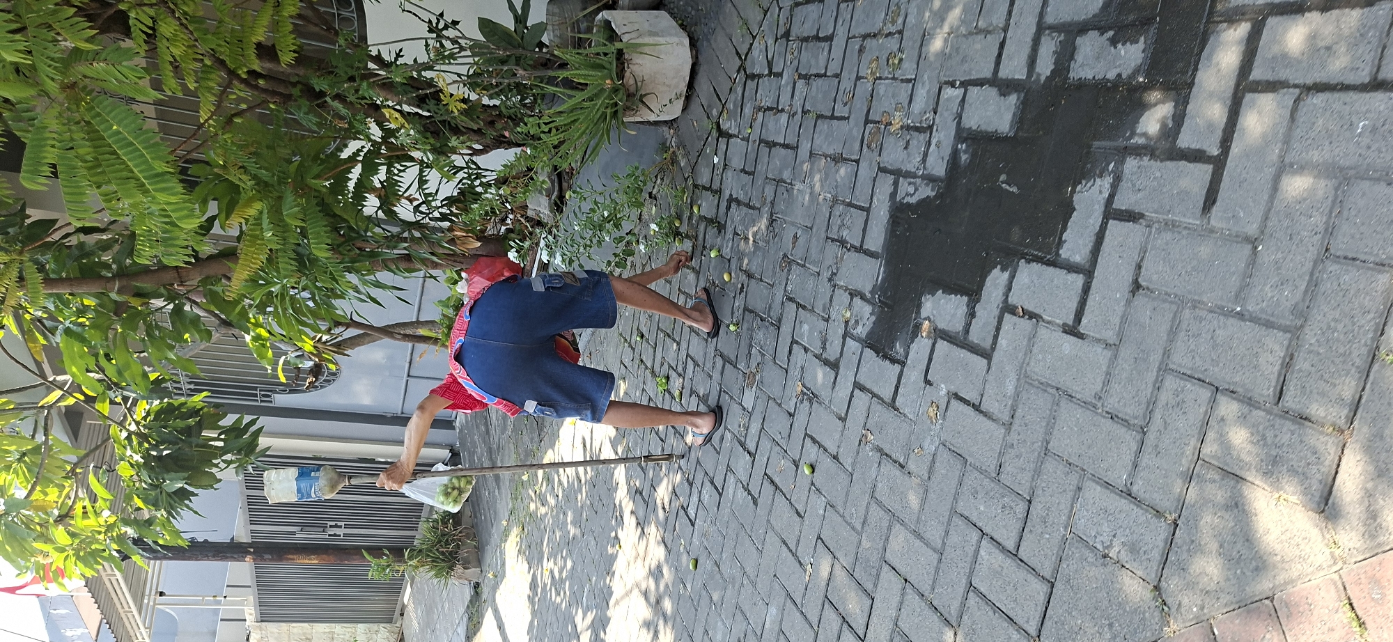 An elderly person, wearing a red shirt and blue denim shorts, is bent over on a paved patio, collecting green fruit from the ground. They are holding a long pole with a white plastic bottle attached to the top, and a clear plastic bag filled with fruit hangs from the pole. The person is barefoot, wearing dark flip-flops. Scattered green fruit is visible on the grey brick paving stones. To the right of the person, a potted plant with green leaves and white flowers is situated next to a concrete planter. In the background, there is a grey metal fence and lush green foliage from trees. The scene suggests an outdoor environment, likely a residential area in Surabaya, Indonesia, given the visual context of the architecture and vegetation. The lighting indicates it is daytime, with sunlight casting shadows on the ground.