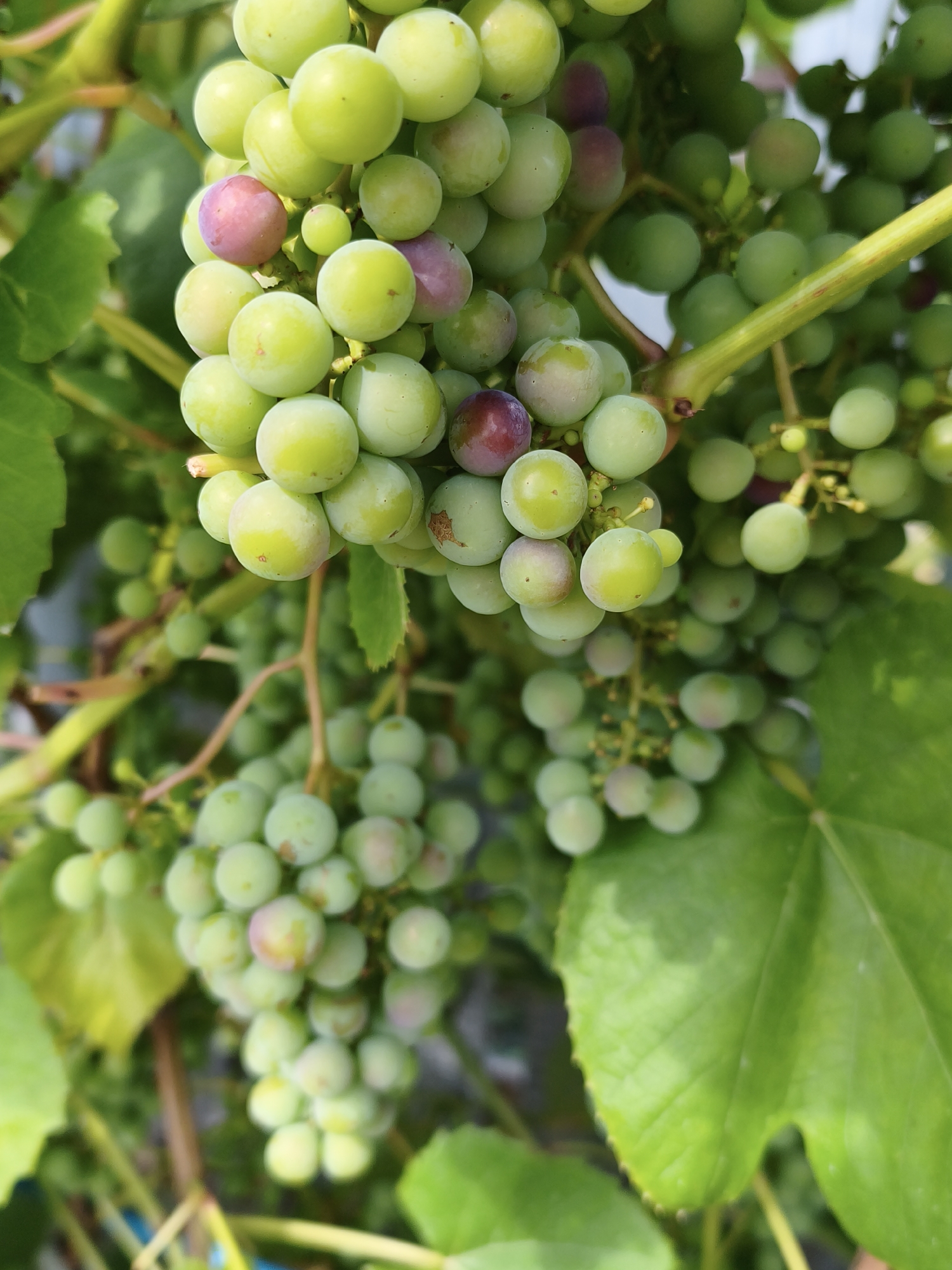 The image depicts a close-up view of ripening green grapes on a vine. Clusters of grapes, varying in size and ripeness, are visible against a backdrop of green leaves and vine stems. Some grapes show a blush of pink or purple, indicating they are starting to mature. The lighting suggests it is daytime, with natural light illuminating the scene. The overall impression is one of a vineyard or garden setting. The image does not contain any identifiable landmarks or context that would suggest a specific location within the city of Chaikovsky, Russia.