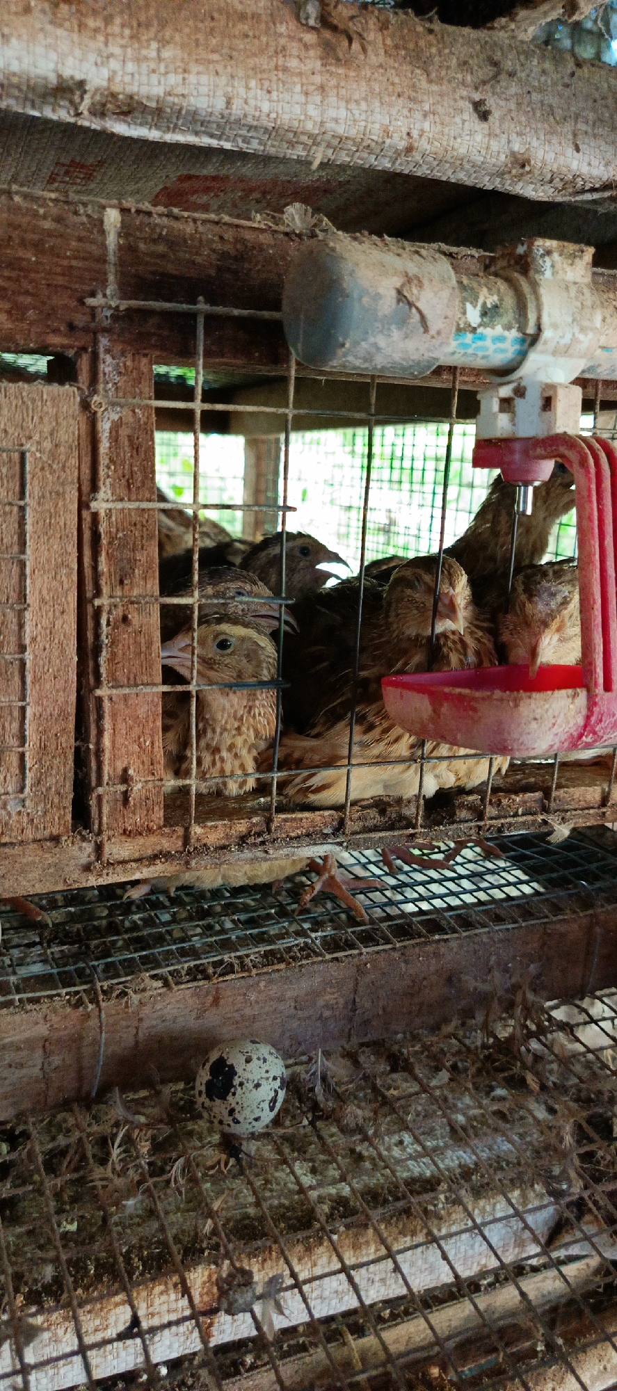 In Meunasahmesjid, Indonesia, a rustic quail cage contains several quails huddled together. The cage is constructed from wood and wire mesh, with visible signs of age and use. A red plastic water dispenser is attached to the top right of the cage. In the foreground, on the wire mesh floor, a single quail egg with speckled brown and black markings rests among some scattered feathers and debris. The lighting suggests it is daytime, with natural light filtering into the enclosure.
